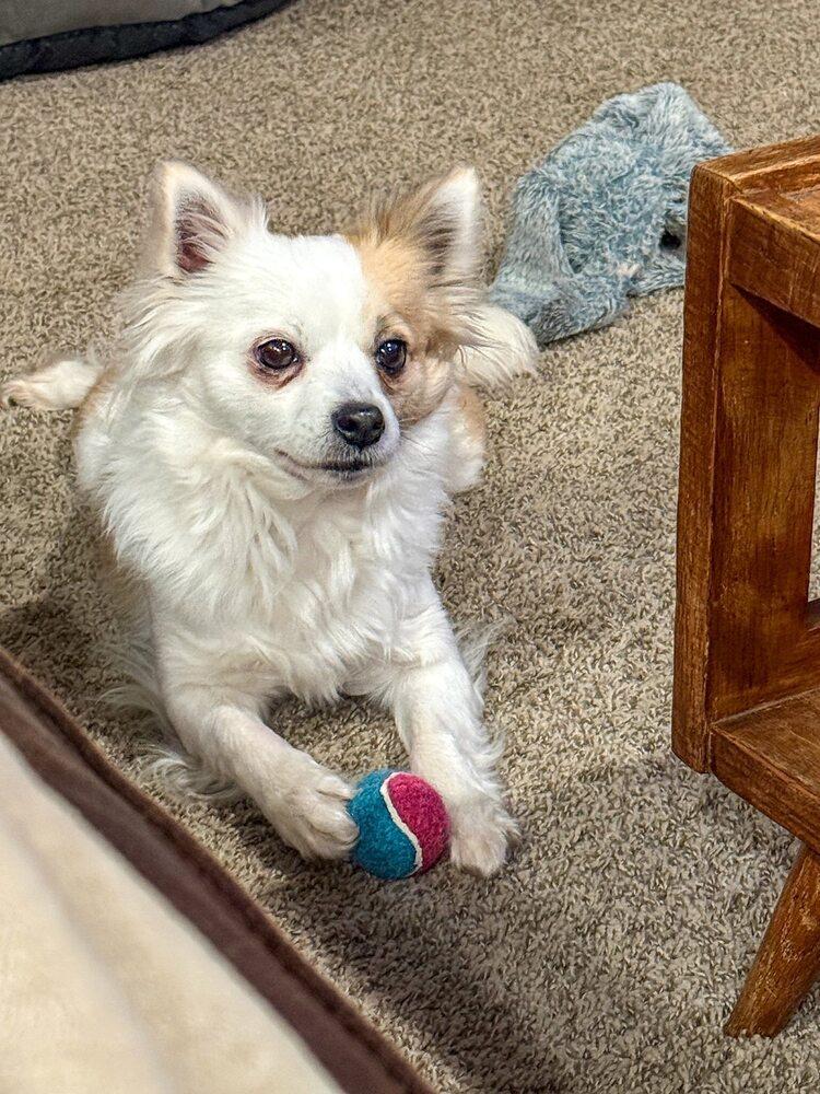 Enlarge Nala, a Adoptable mixed breed in Bellingham, WA image 2/4