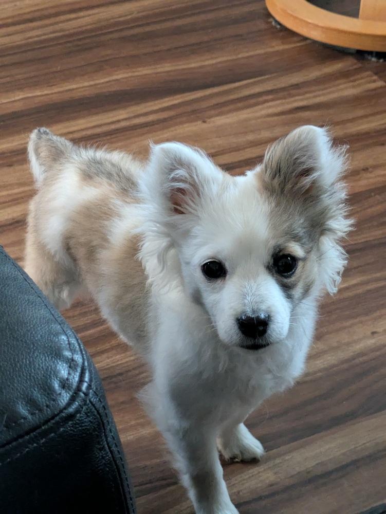 Enlarge Nala, a Adoptable mixed breed in Bellingham, WA image 3/4