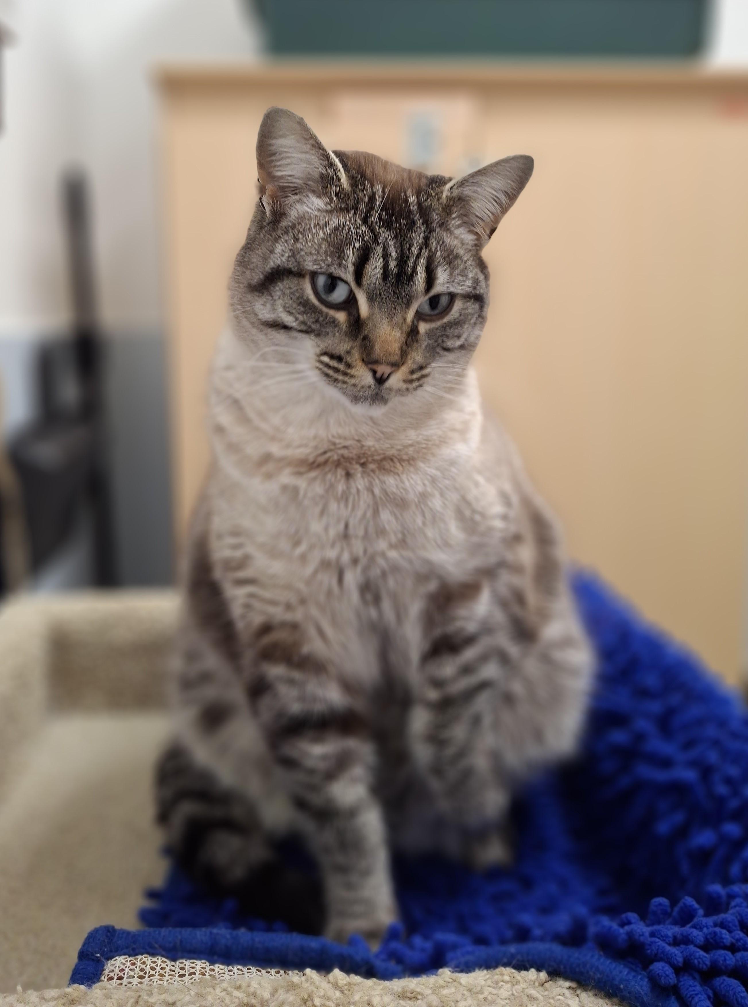Dumpling, an adopted Siamese in Victoria, BC image 2/3