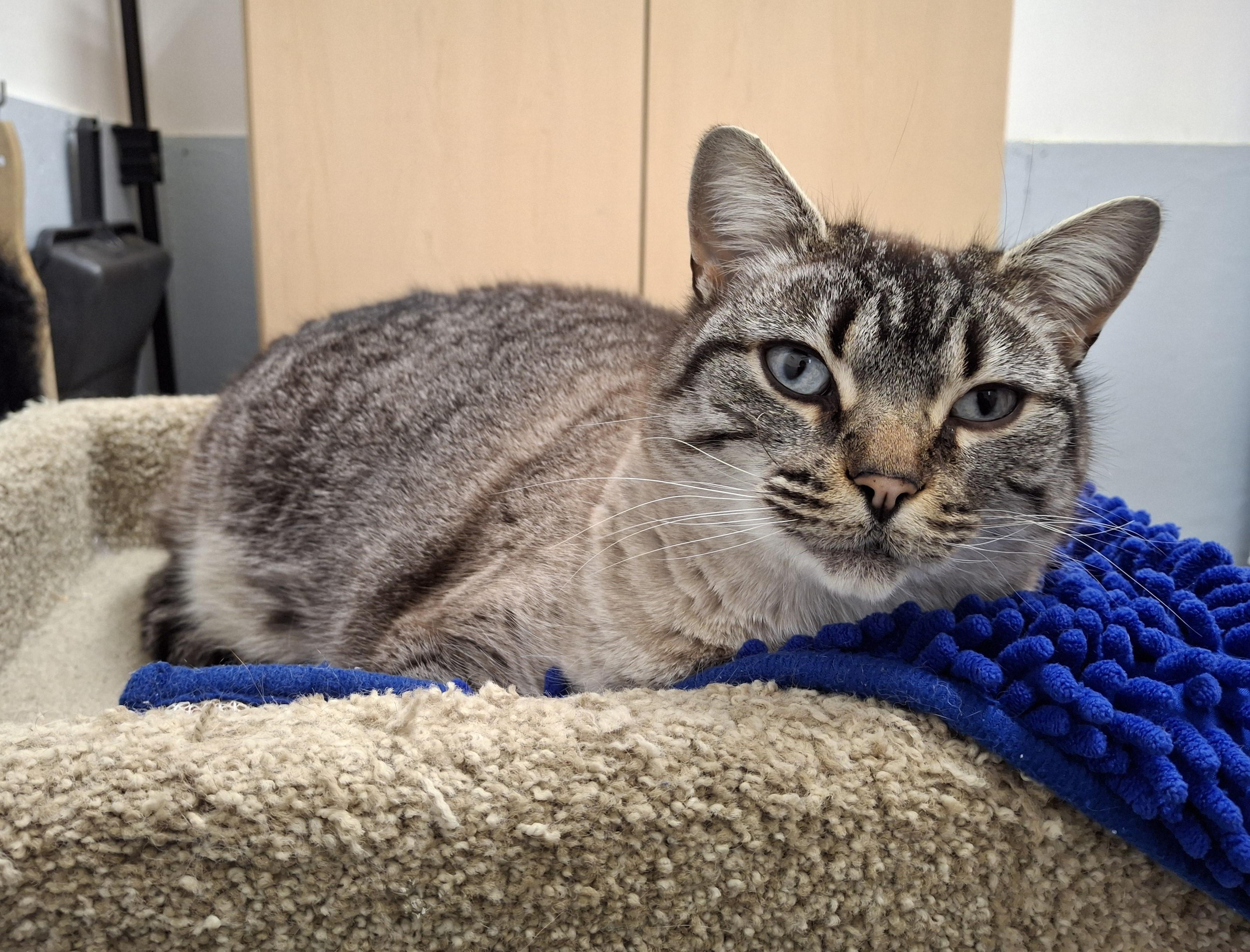 Dumpling, an adopted Siamese in Victoria, BC image 3/3