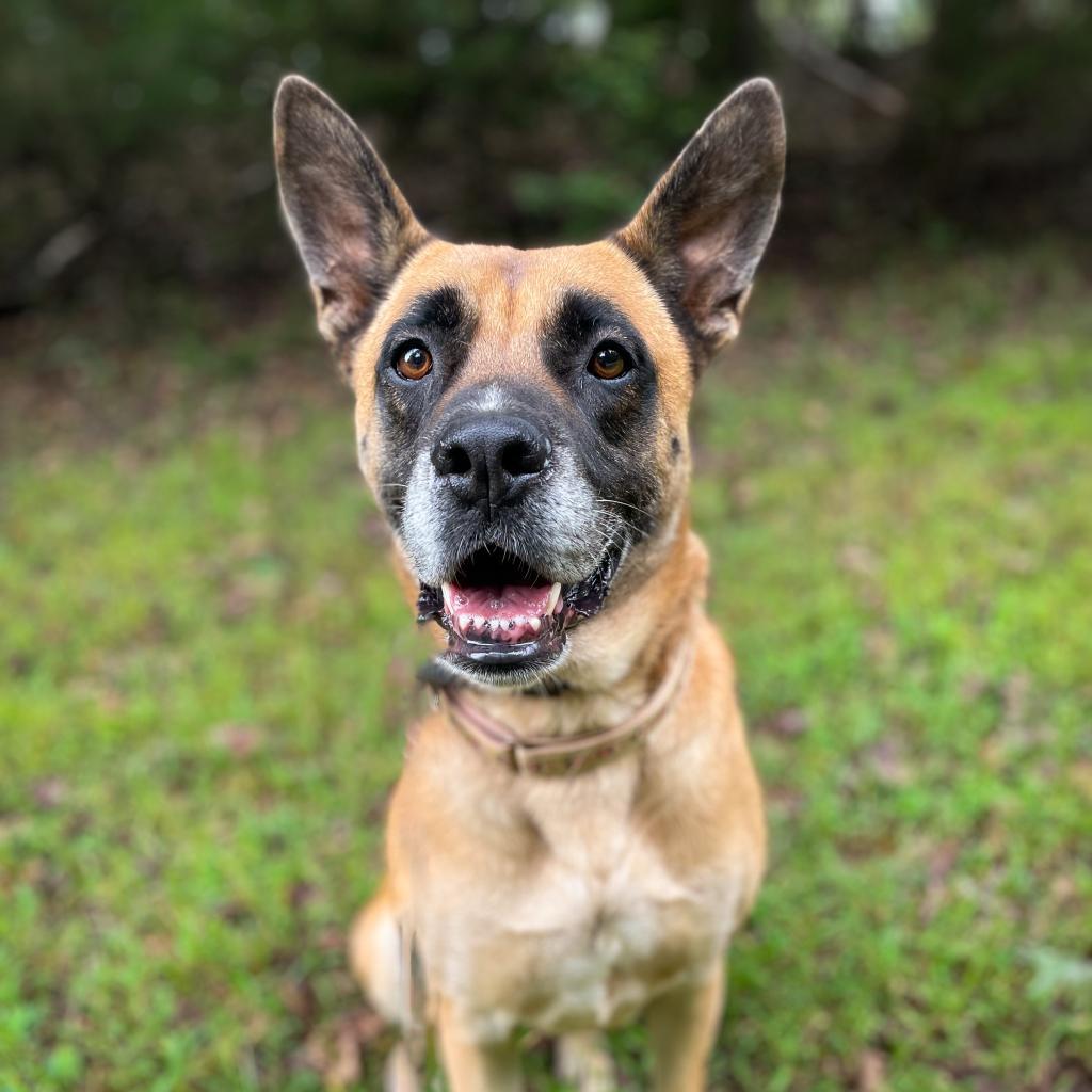 Enlarge RBG, a Adoptable mixed breed in Rocky Mount, VA image 1/6