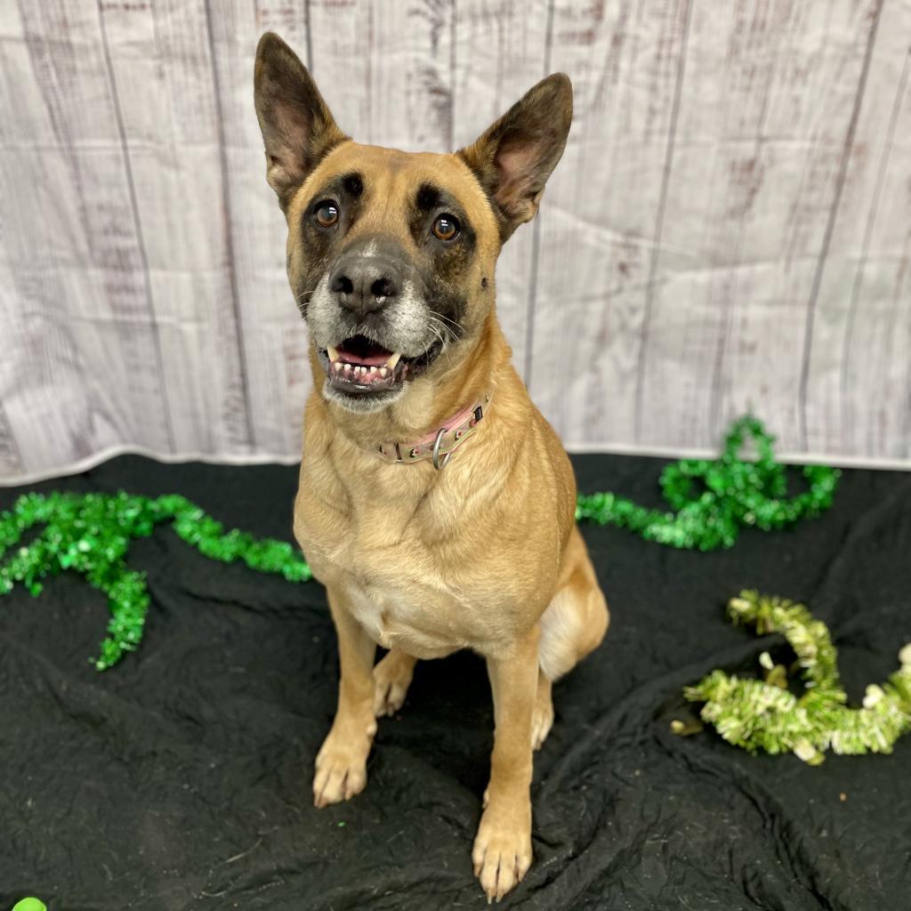 Enlarge RBG, a Adoptable mixed breed in Rocky Mount, VA image 1/6