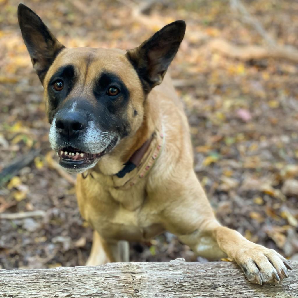 Enlarge RBG, a Adoptable mixed breed in Rocky Mount, VA image 2/6