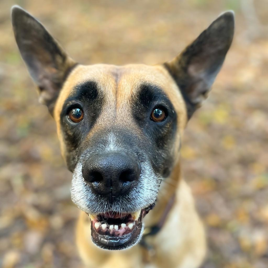 Enlarge RBG, a Adoptable mixed breed in Rocky Mount, VA image 3/6