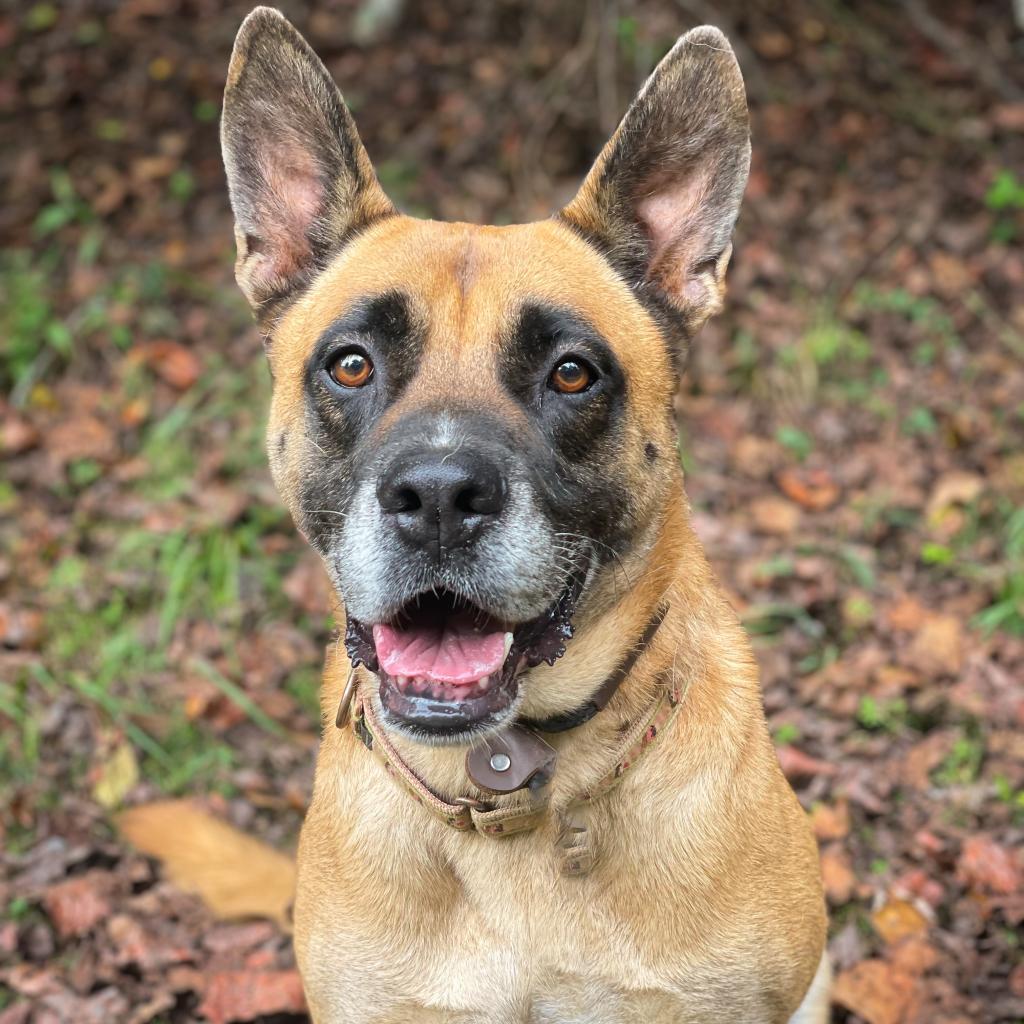 Enlarge RBG, a Adoptable mixed breed in Rocky Mount, VA image 2/6