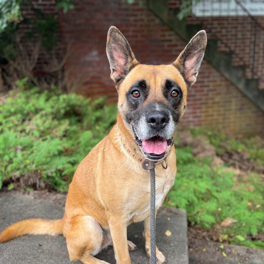 Enlarge RBG, a Adoptable mixed breed in Rocky Mount, VA image 4/6