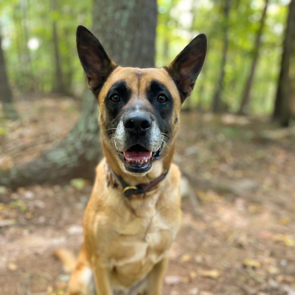 Enlarge RBG, a Adoptable mixed breed in Rocky Mount, VA image 6/6