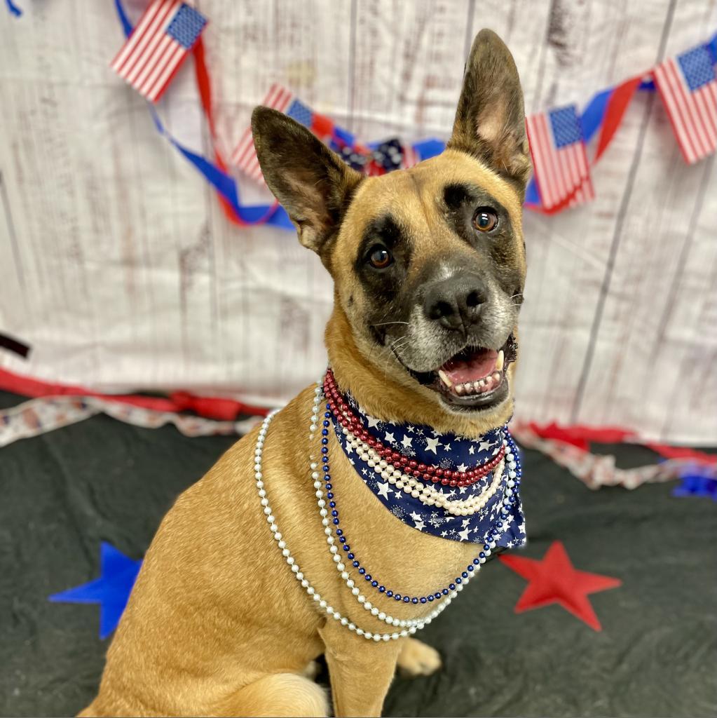 Enlarge RBG, a Adoptable mixed breed in Rocky Mount, VA image 6/6