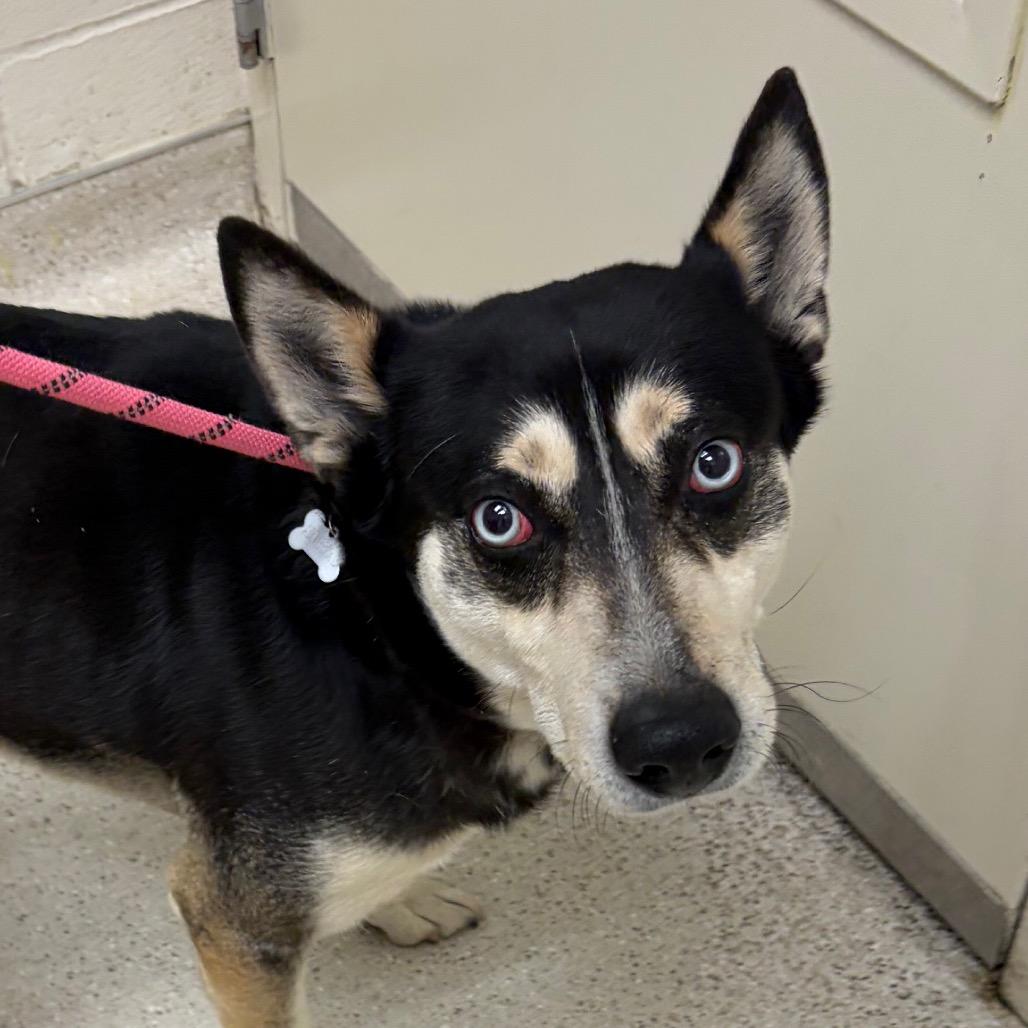 Enlarge Junior, a Adoptable Mixed Breed in Murray, UT image 1/1