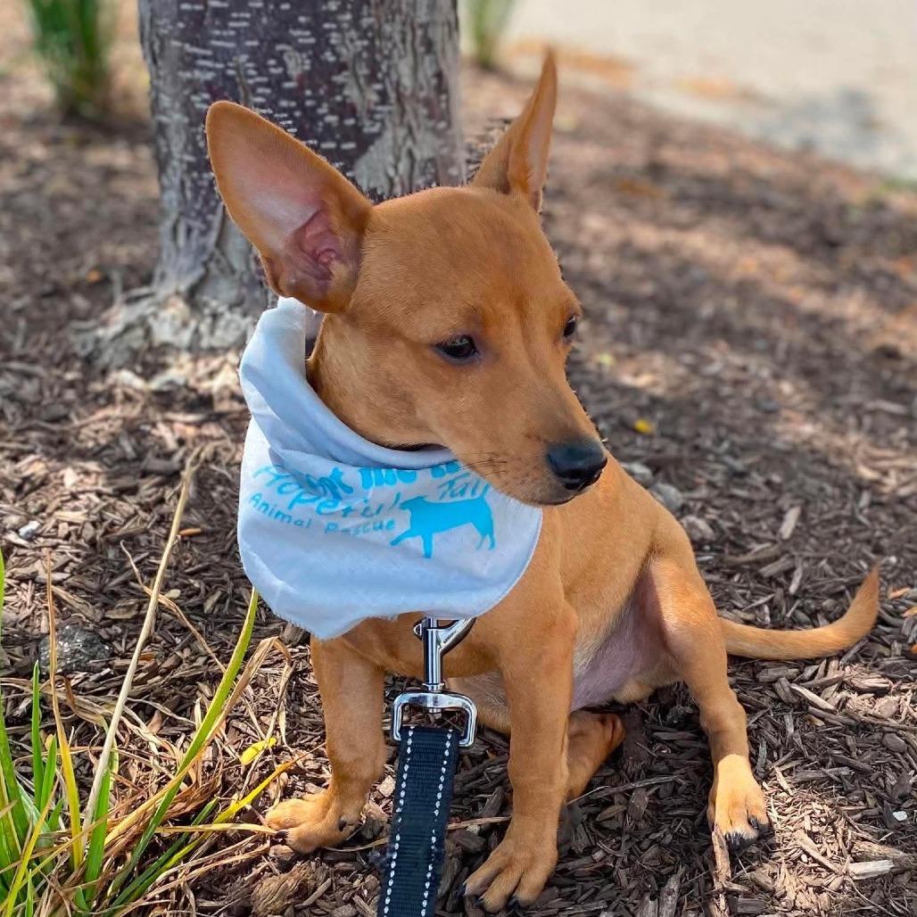 Orlando, a Adoptable Mixed Breed in Joliet, IL image 1/3