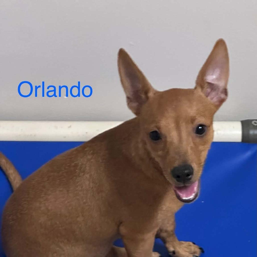 Orlando, a Adoptable Mixed Breed in Joliet, IL image 2/3