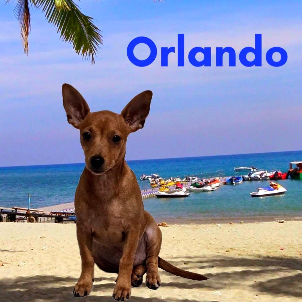 Orlando, Adoptable, Puppy Male Mixed Breed.