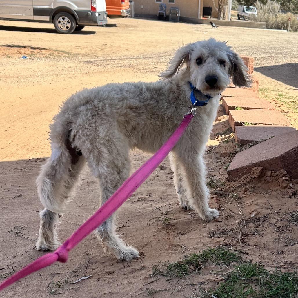 Snowball — thumbnail 2