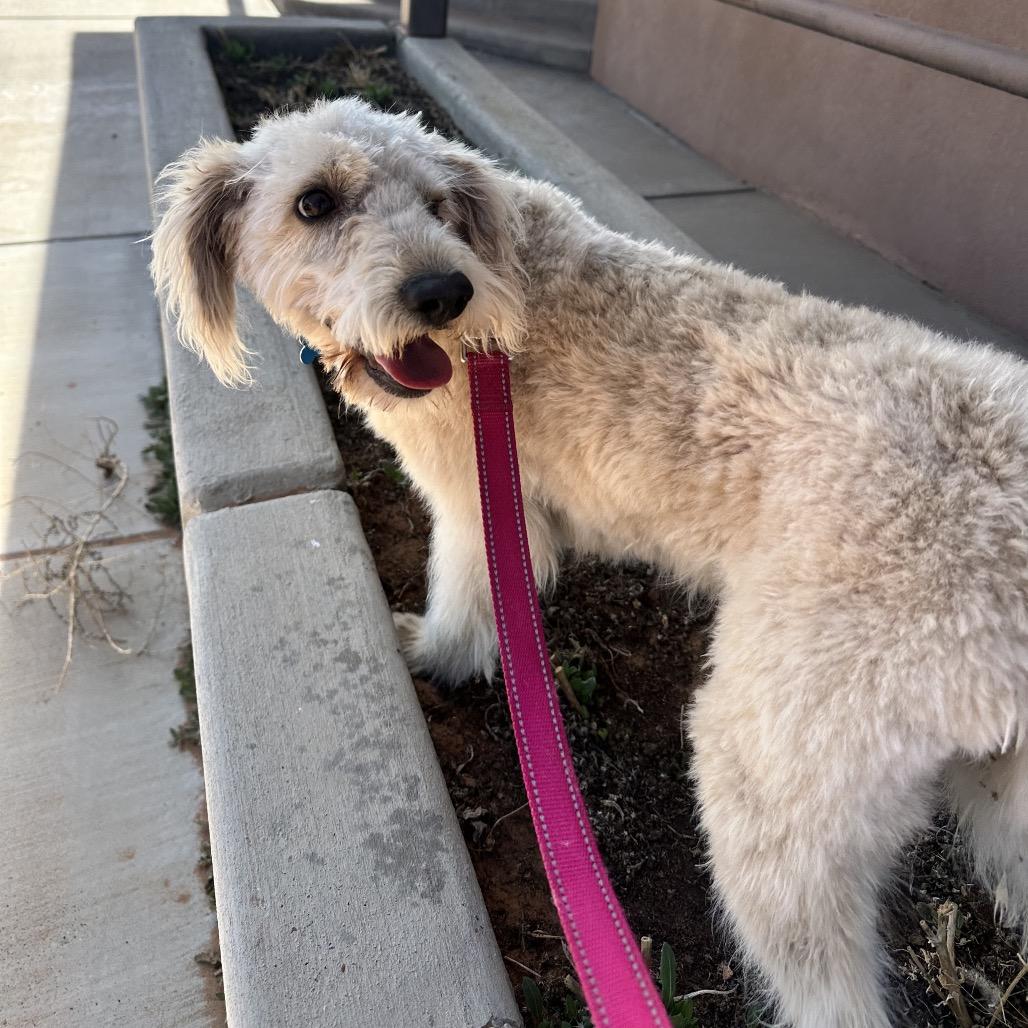 Snowball — thumbnail 4