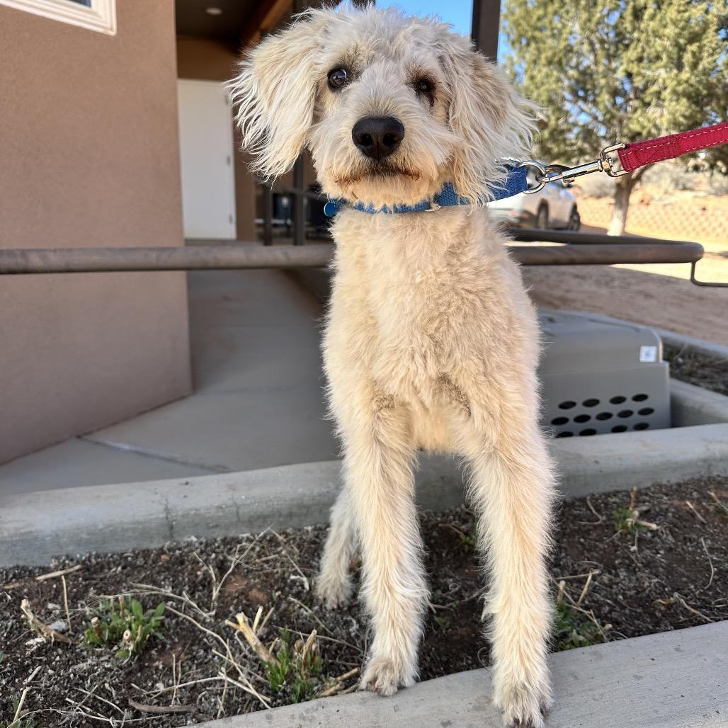 Snowball — thumbnail 5