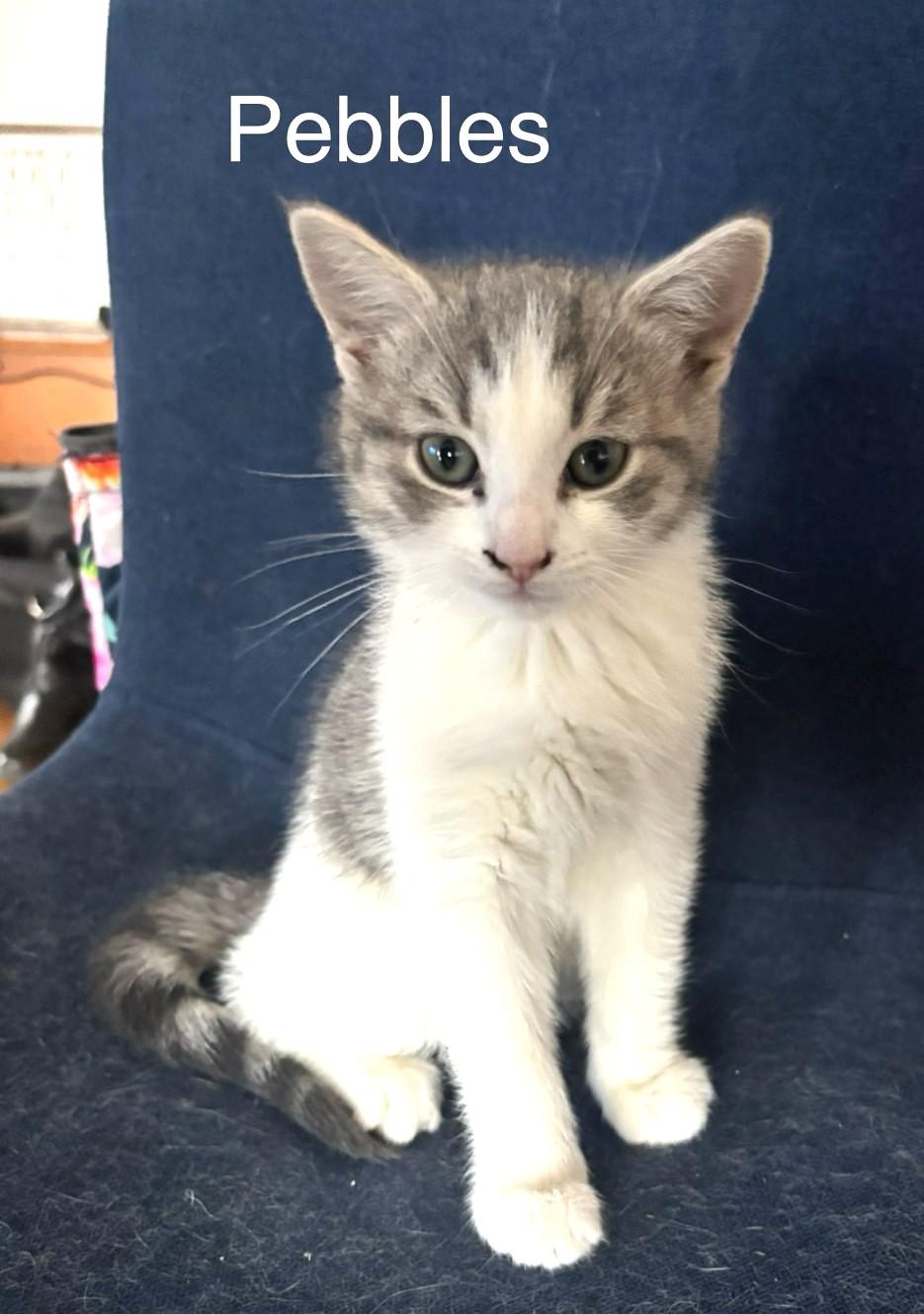 Pebbles, adopted, Kitten Female Tabby.