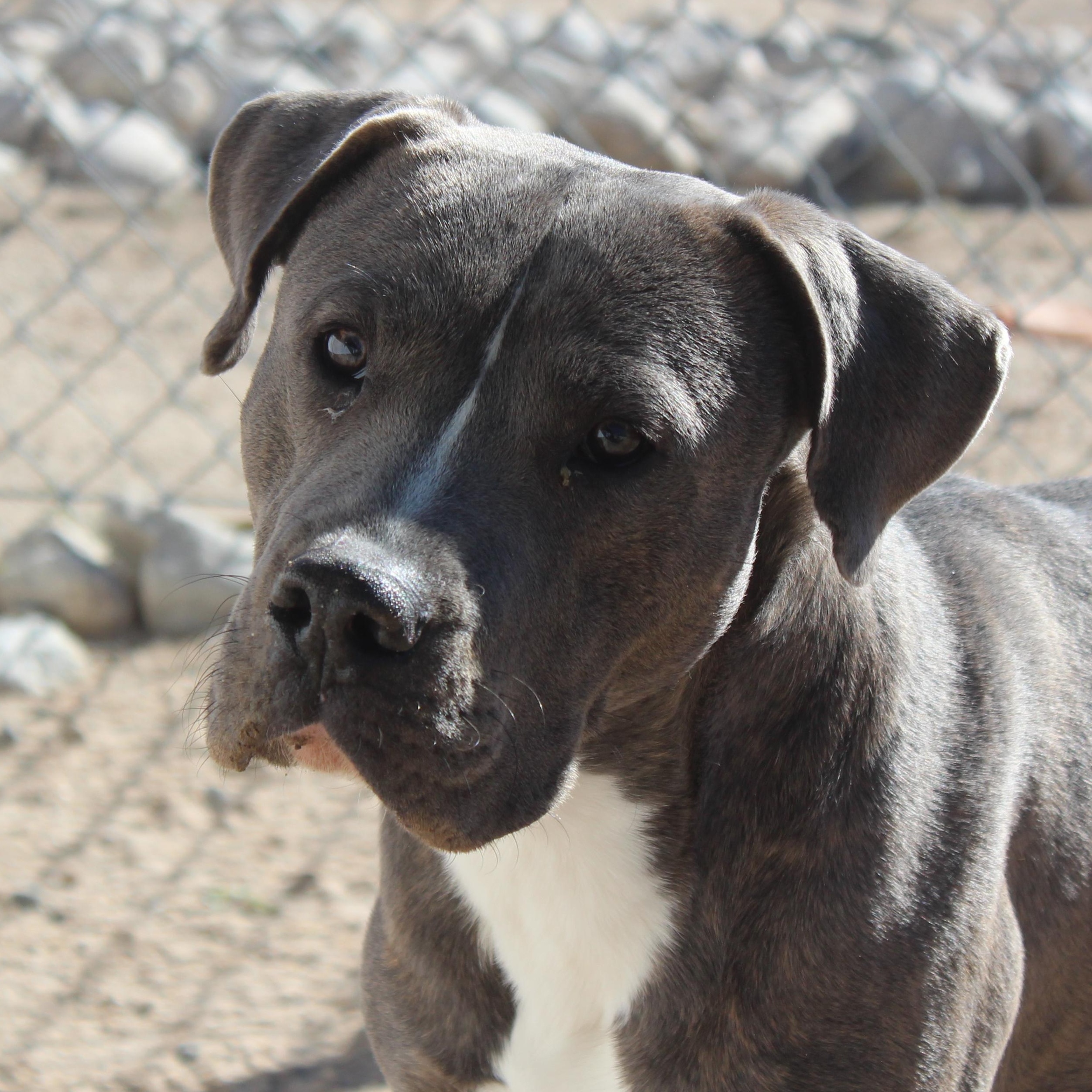 Patrick, Adoptable, Adult Male Pit Bull Terrier.