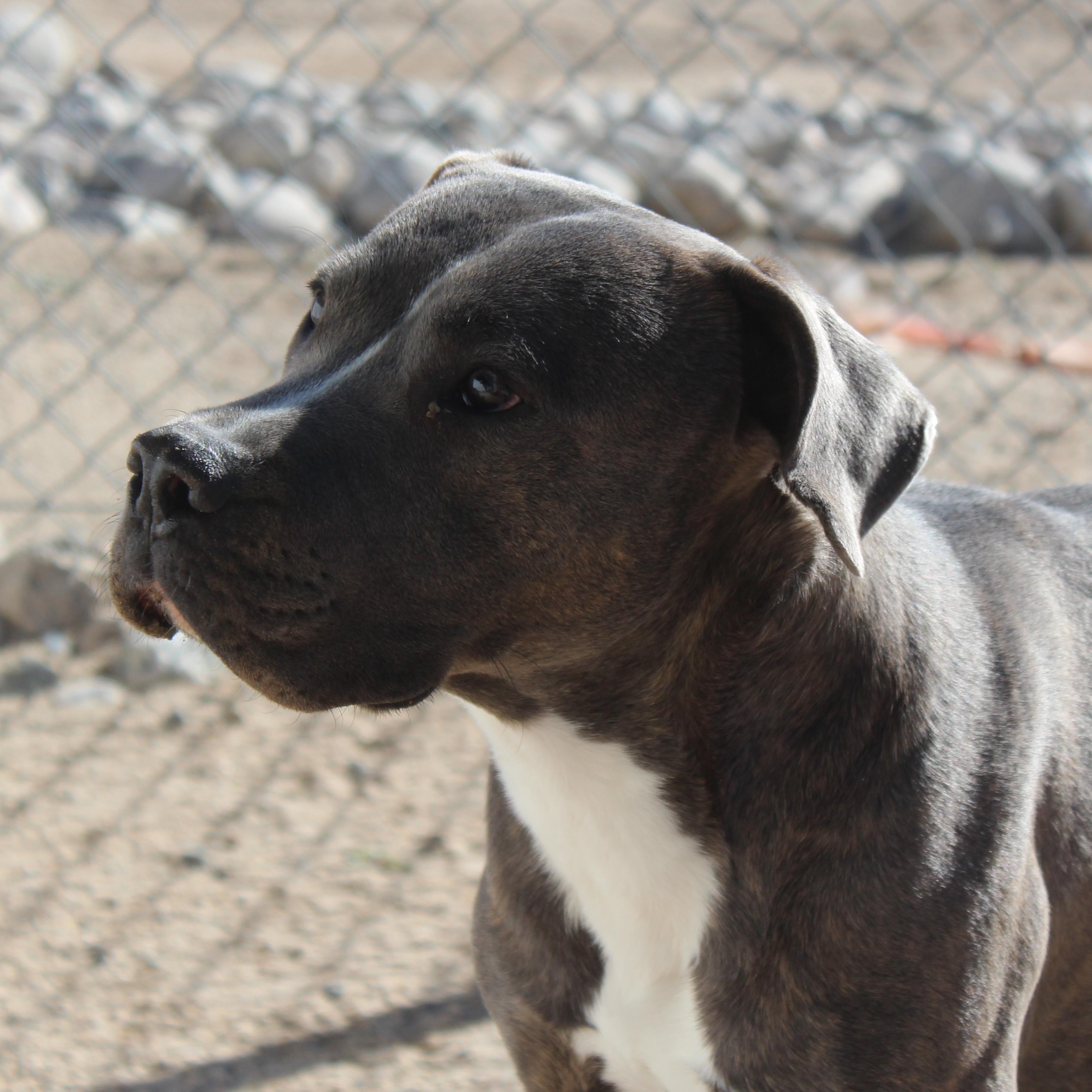 Enlarge Patrick, a Adoptable mixed breed in Yucca Valley, CA image 3/3