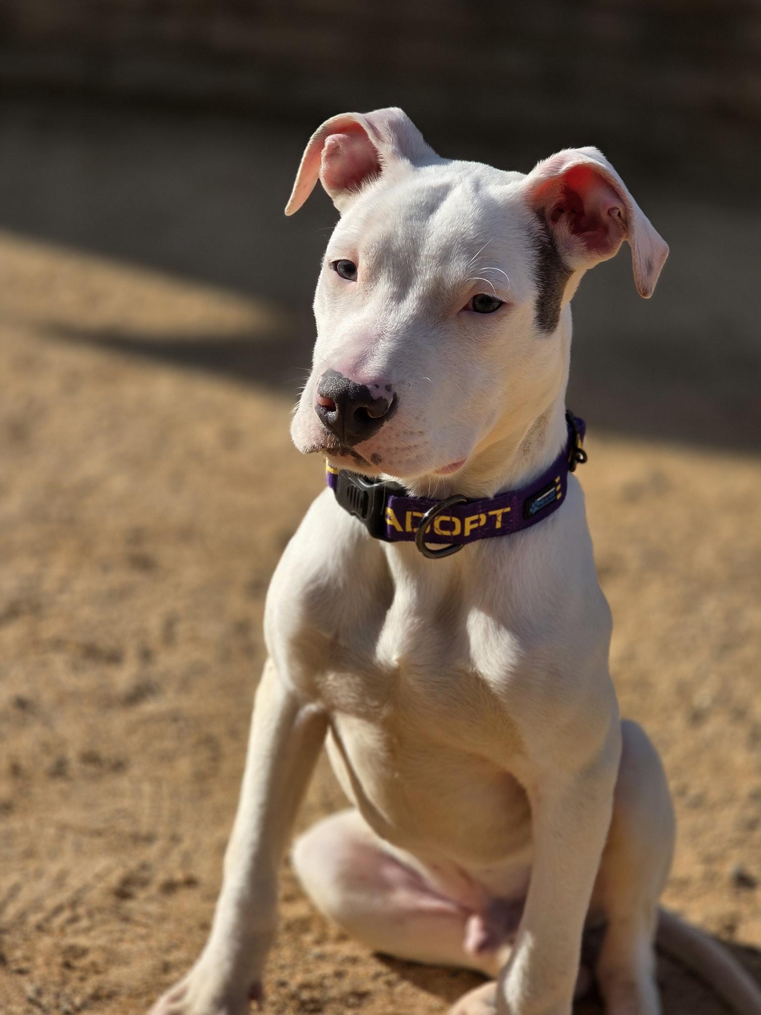 Huck, ADOPTABLE, Young Male Pit Bull Terrier.