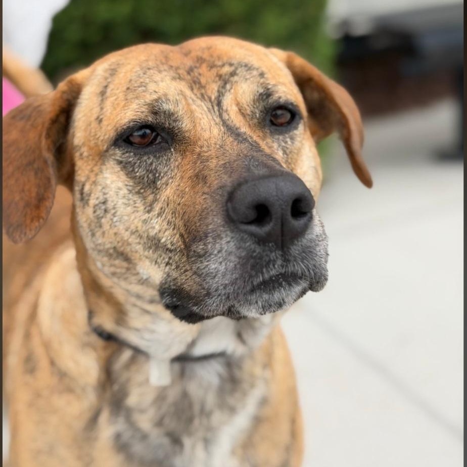 Sallie, a ADOPTABLE Plott Hound in Raeford, NC image 3/4
