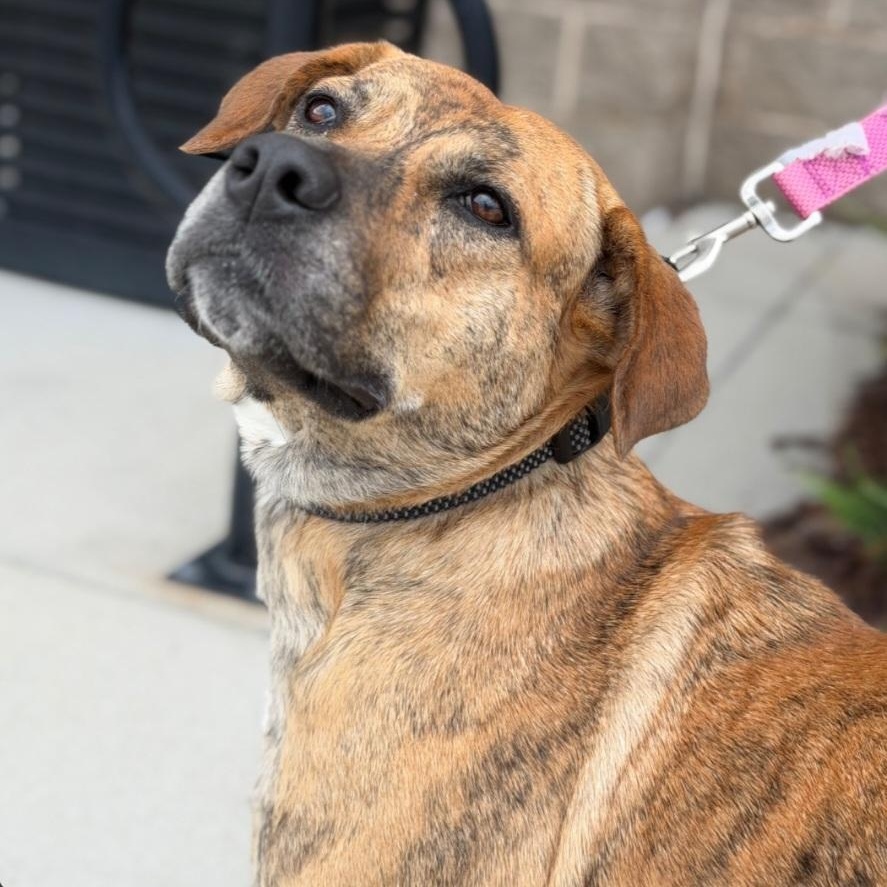 Sallie, ADOPTABLE, Adult Female Plott Hound.