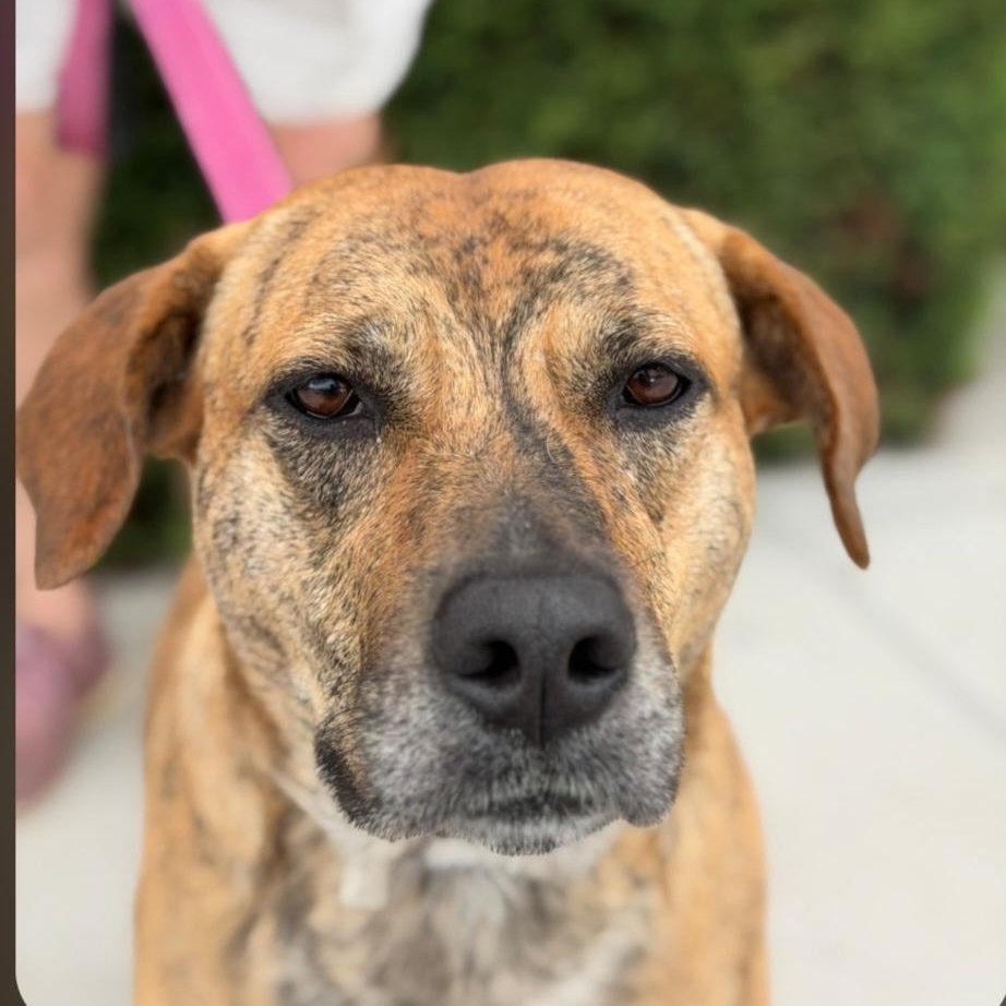 Sallie, a ADOPTABLE Plott Hound in Raeford, NC image 4/4