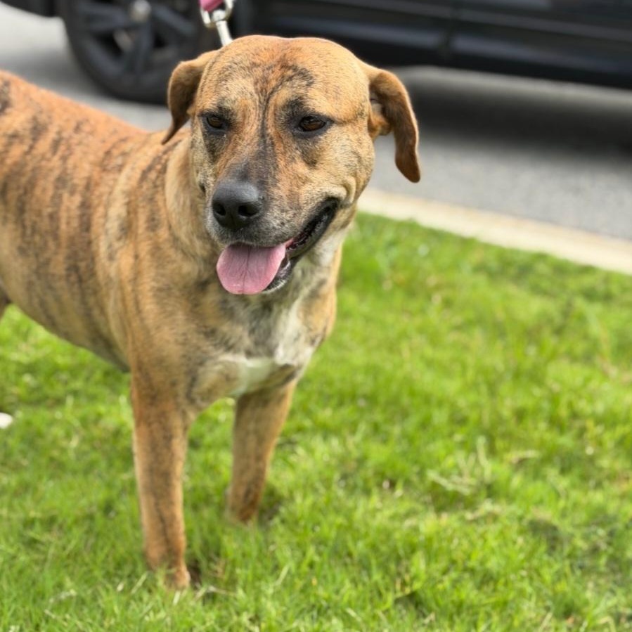 Sallie, a ADOPTABLE Plott Hound in Raeford, NC image 2/4