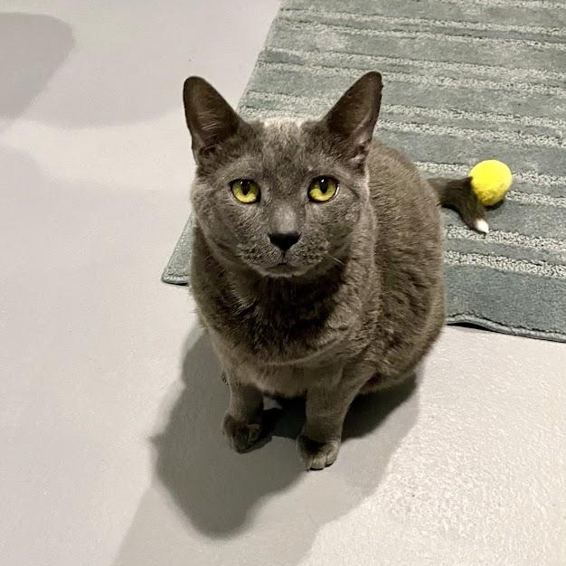 Seal, Adult Male Domestic Short Hair