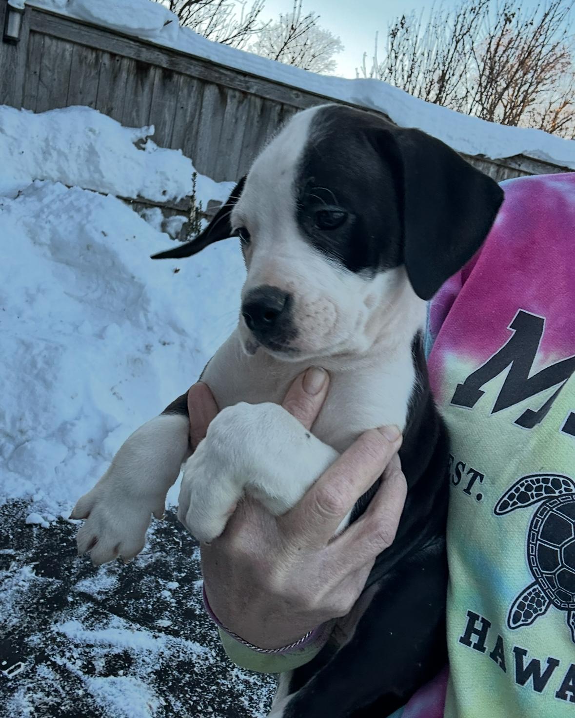 Snowy Night, Adoptable, Puppy Female Boxer & Labrador Retriever.