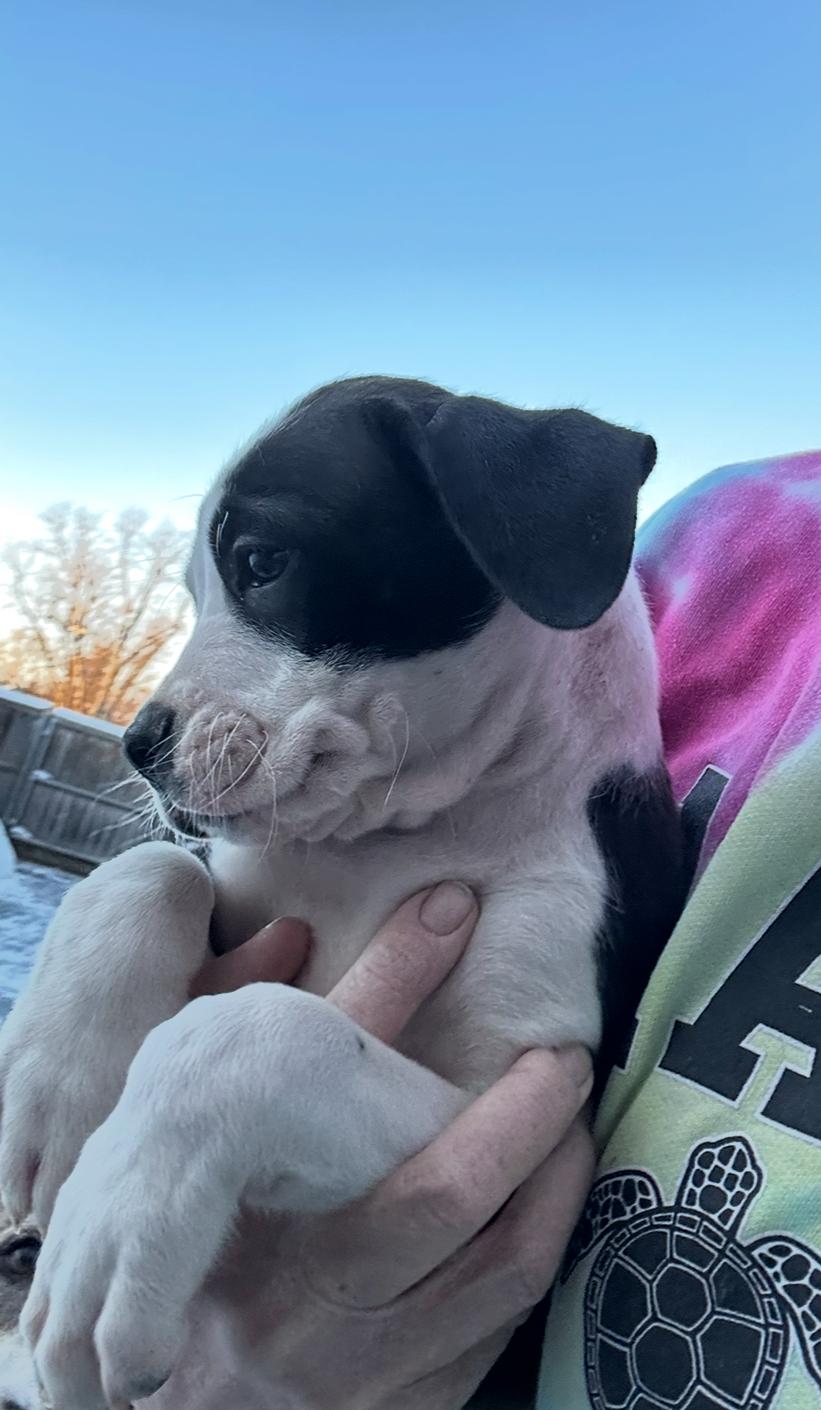 Enlarge Snowy Night, a hold mixed breed in Arlington Heights, IL image 3/5