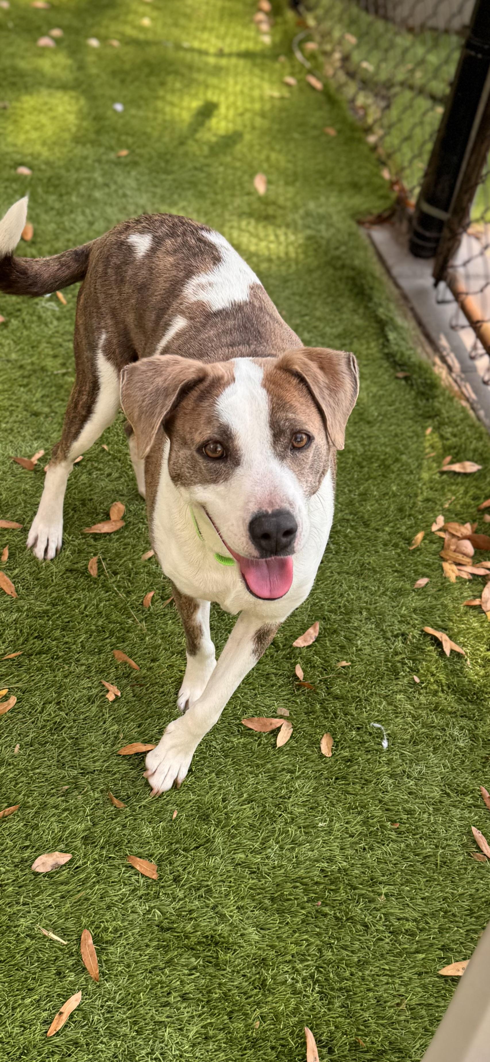 China, adopted, Adult Female Mixed Breed.