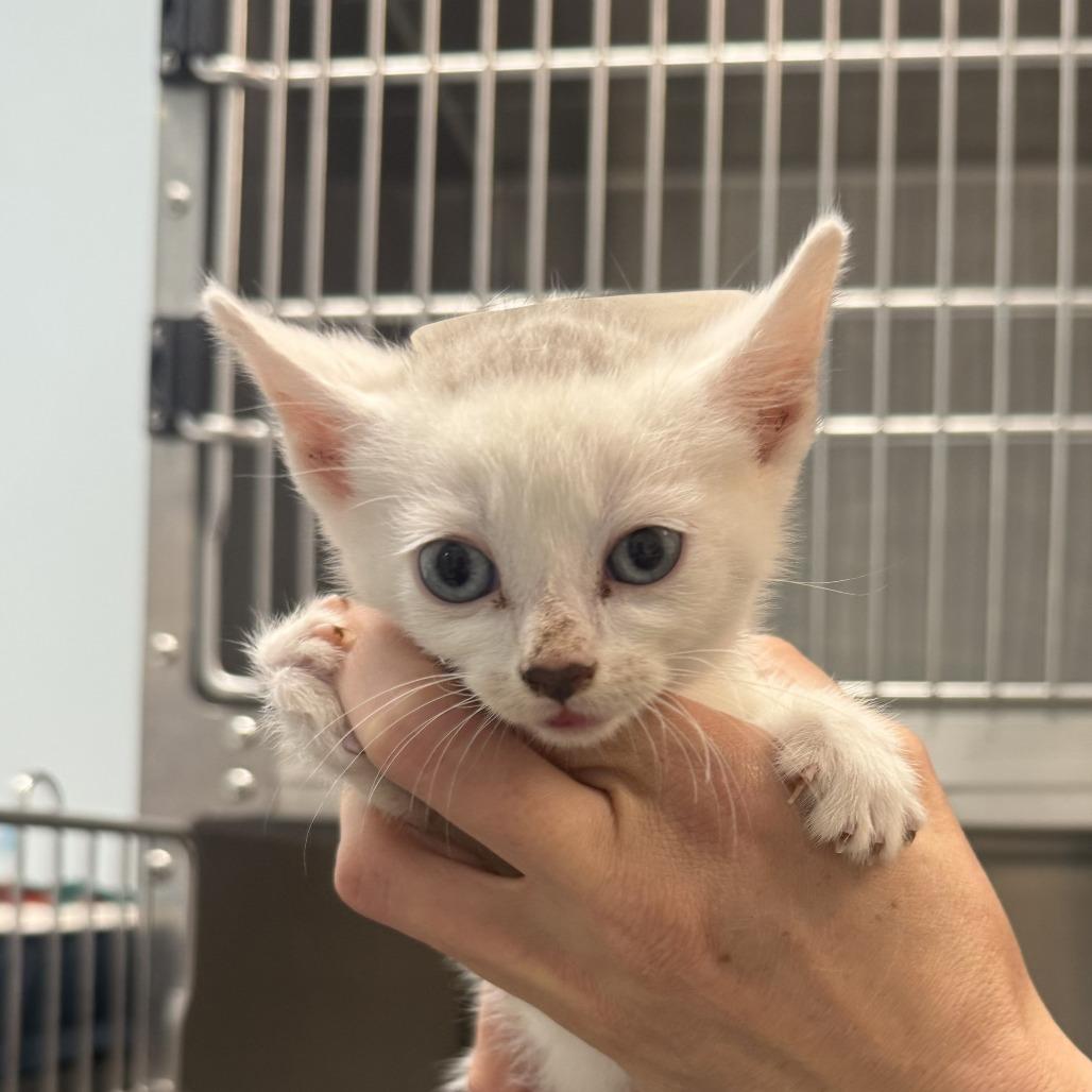 Enlarge Lacie, a Adoptable Snowshoe in Greensboro, GA image 1/1