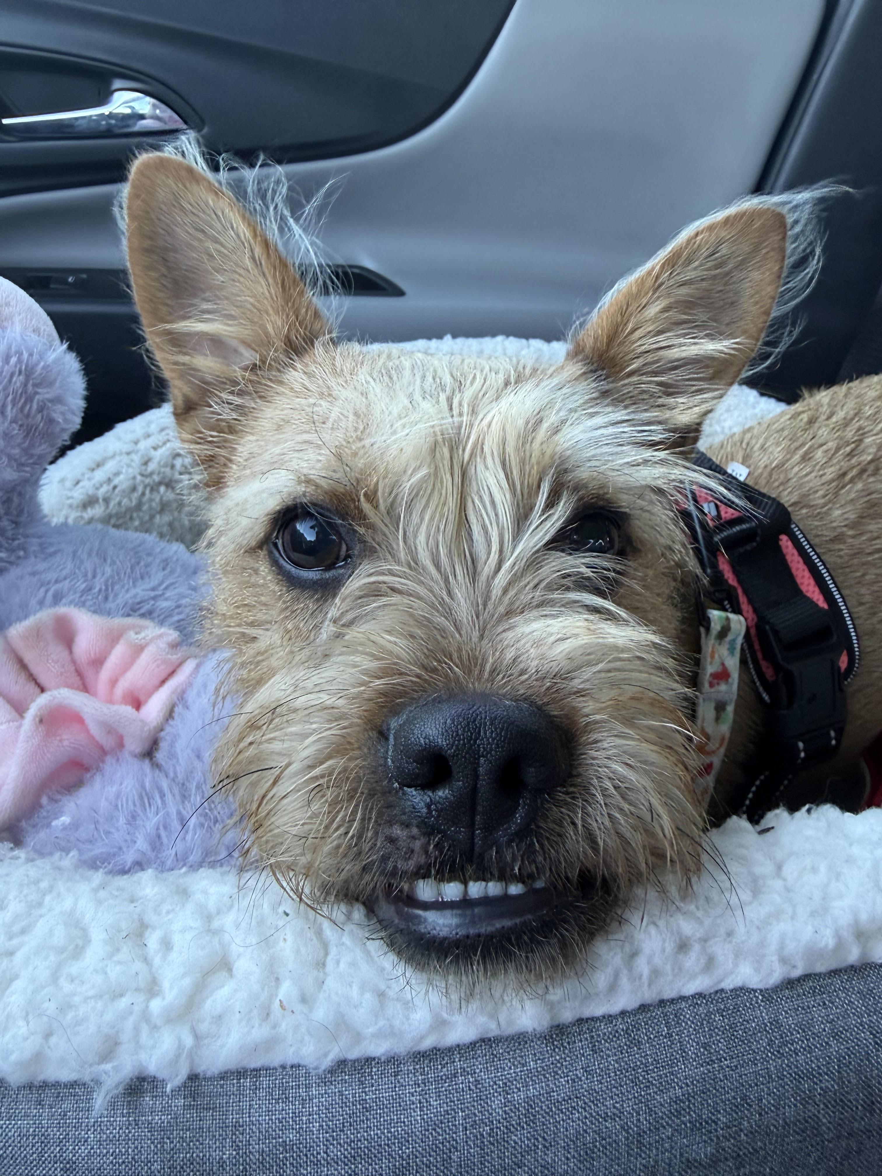 Griffin, an adopted mixed breed in Chandler, AZ image 3/5