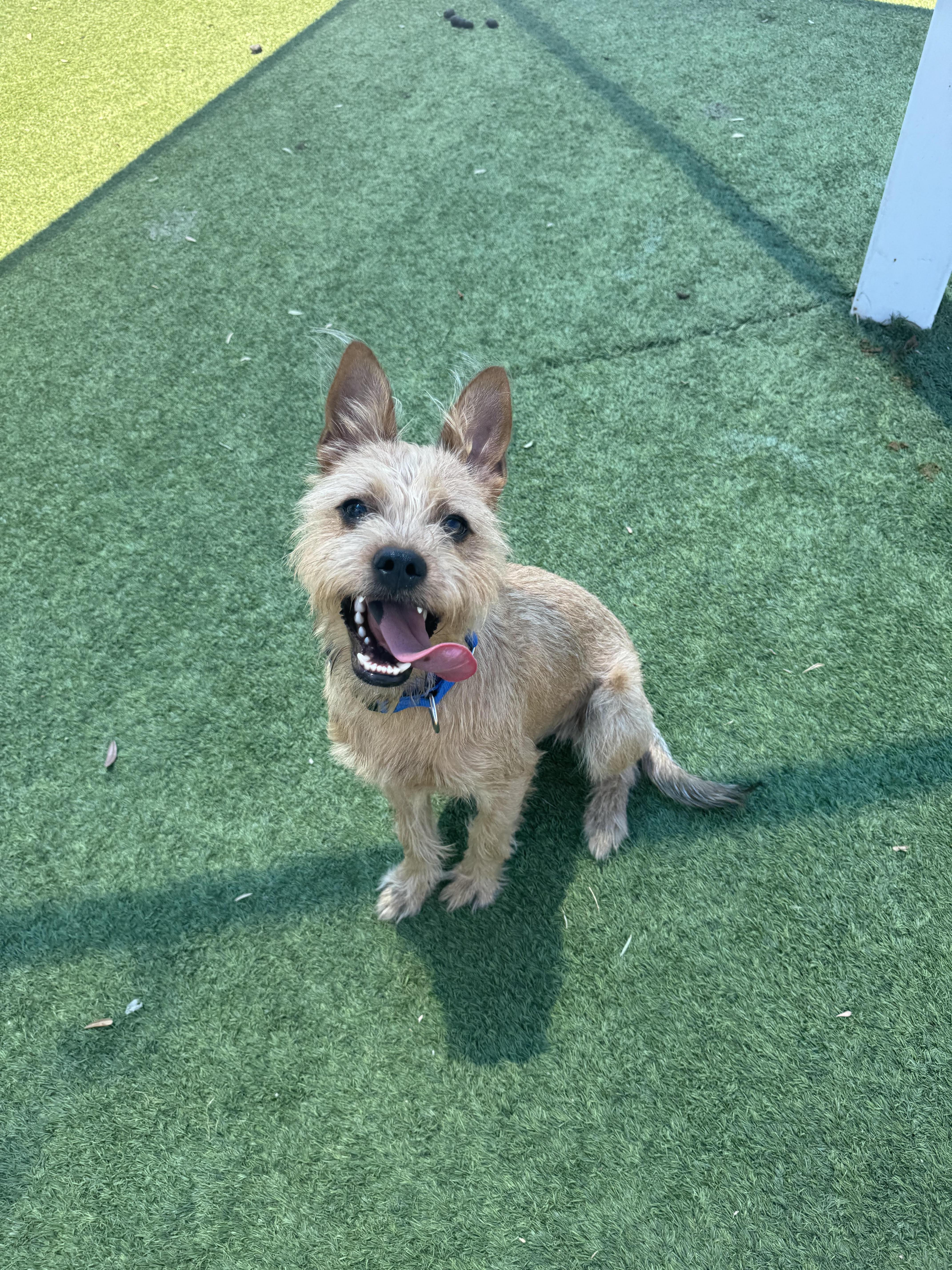 Griffin, an adopted mixed breed in Chandler, AZ image 4/5