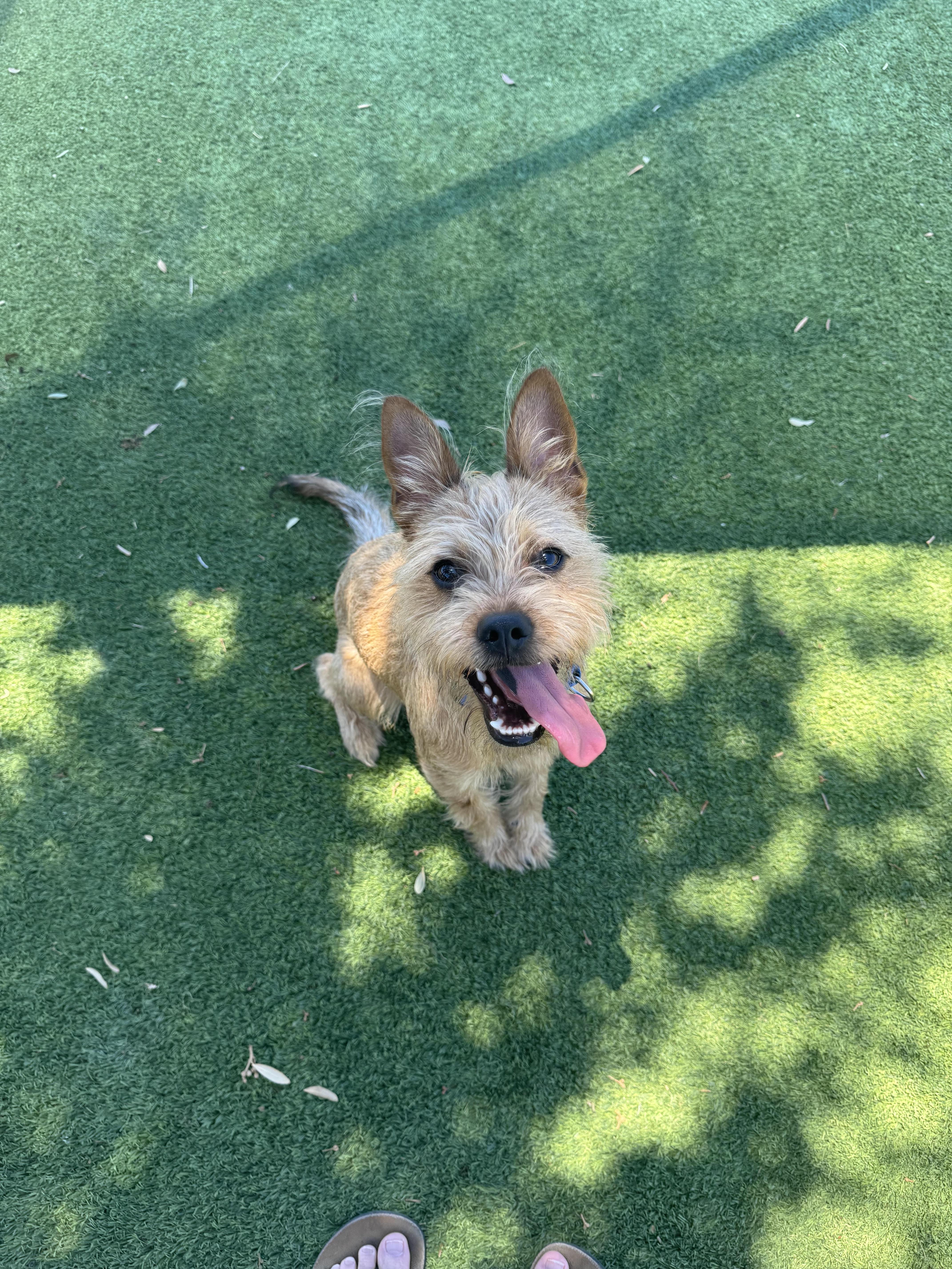 Griffin, adopted, Young Male Cairn Terrier.
