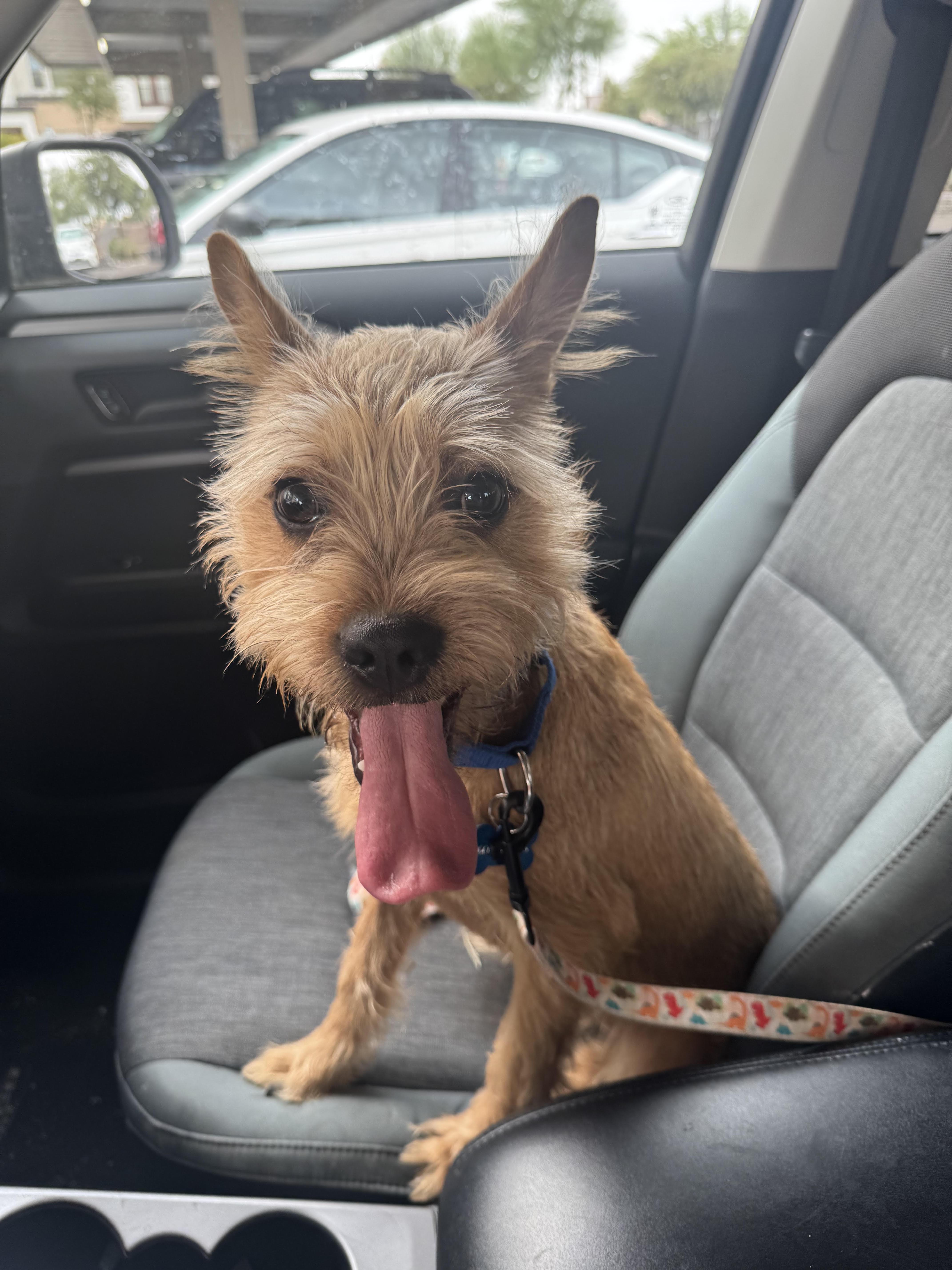 Griffin, an adopted mixed breed in Chandler, AZ image 2/5