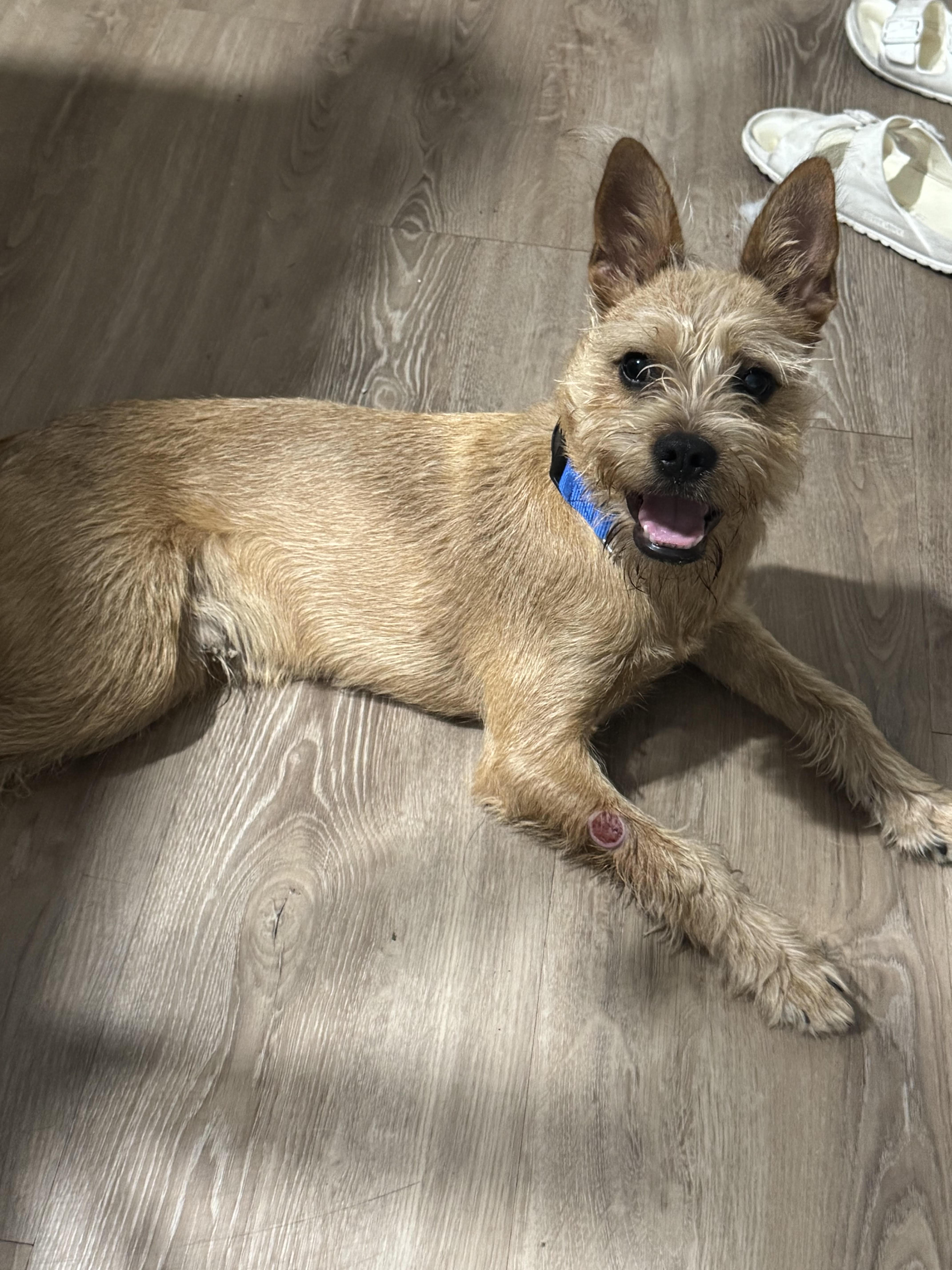 Griffin, an adopted mixed breed in Chandler, AZ image 5/5