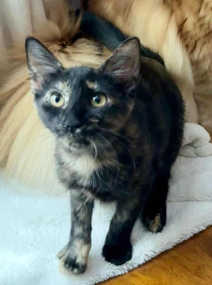 Dandelion, a Adoptable mixed breed in WARNER ROBINS, GA image 1/6