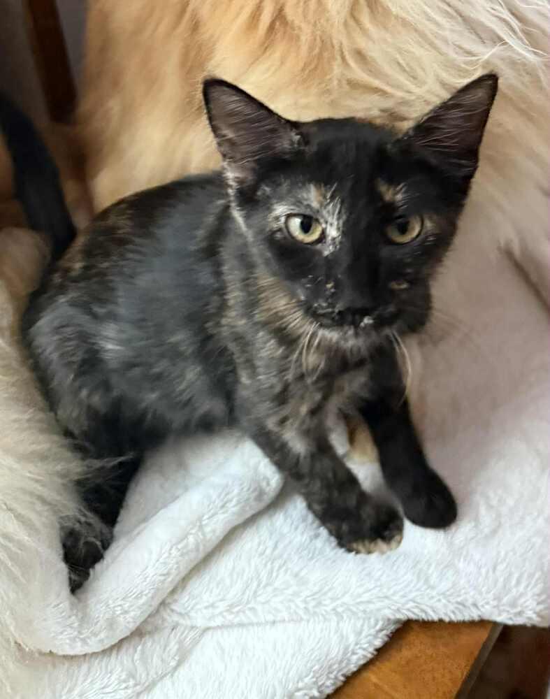 Dandelion, a Adoptable mixed breed in WARNER ROBINS, GA image 2/6