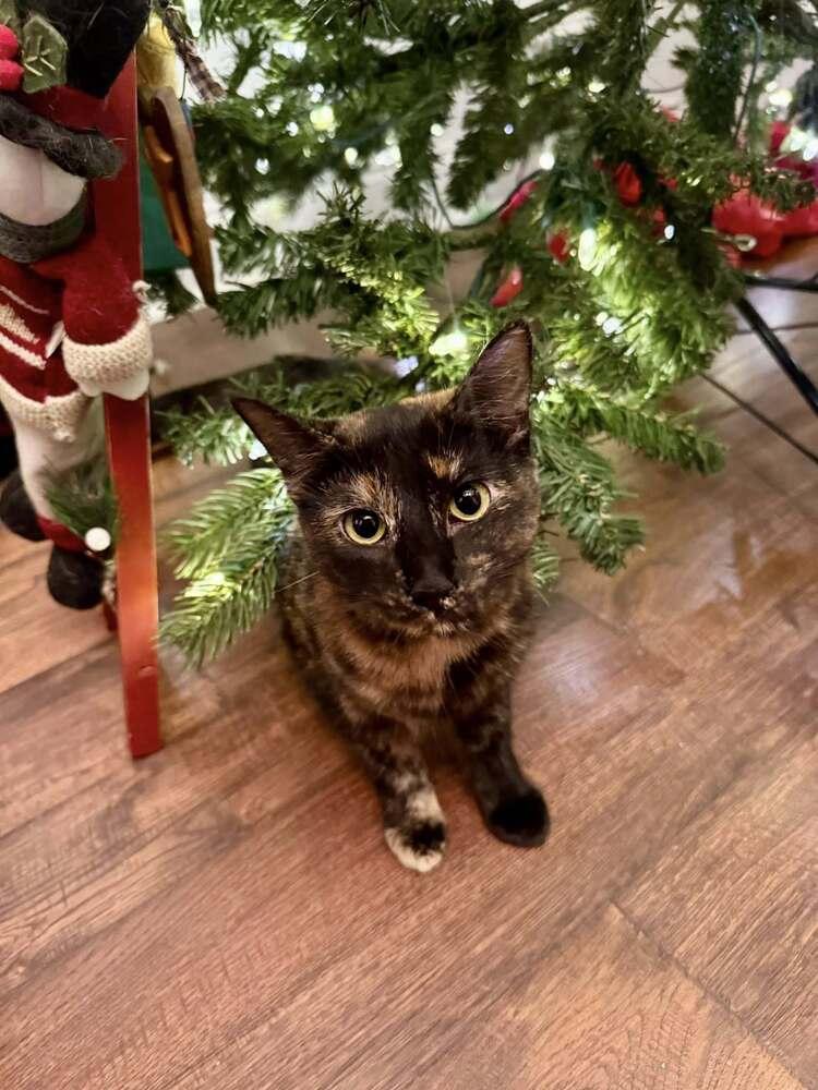 Dandelion, a Adoptable mixed breed in WARNER ROBINS, GA image 3/6