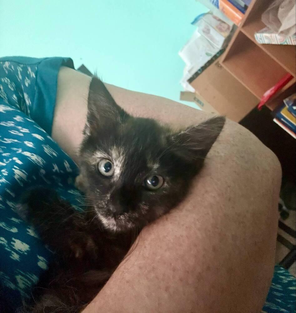 Dandelion, a Adoptable mixed breed in WARNER ROBINS, GA image 4/6