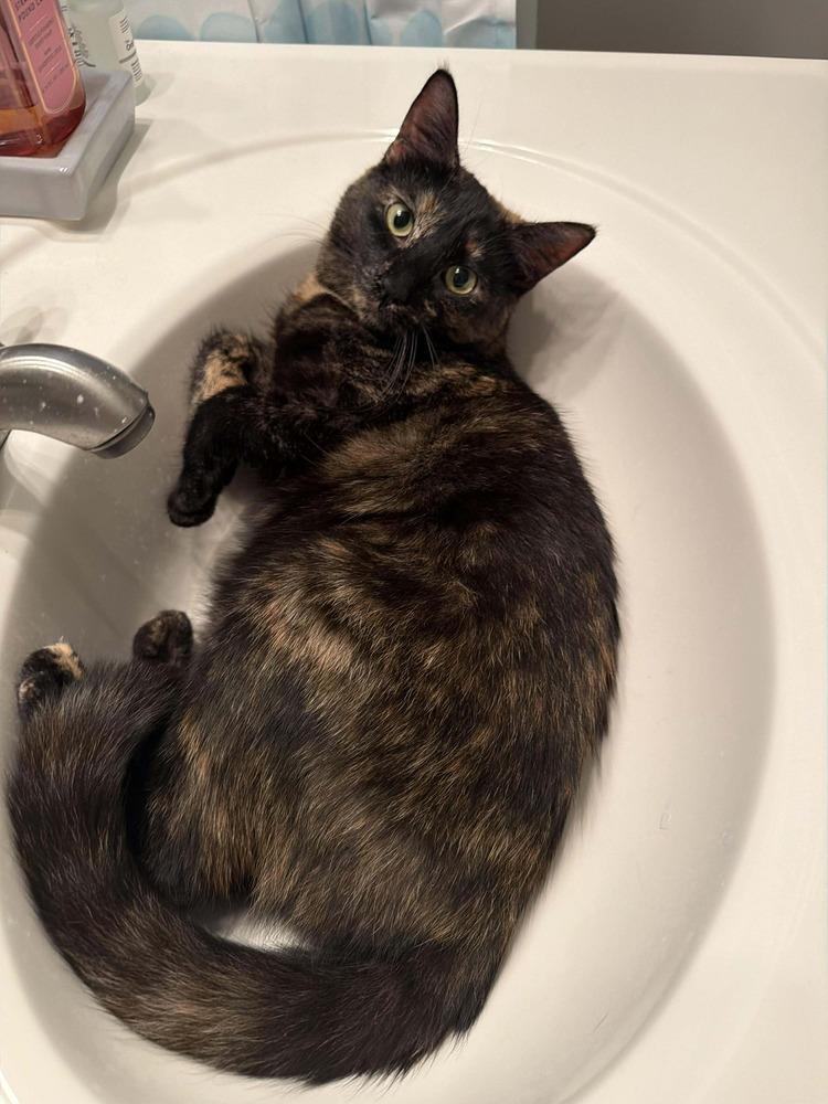 Enlarge Dandelion, a Adoptable mixed breed in WARNER ROBINS, GA image 5/5