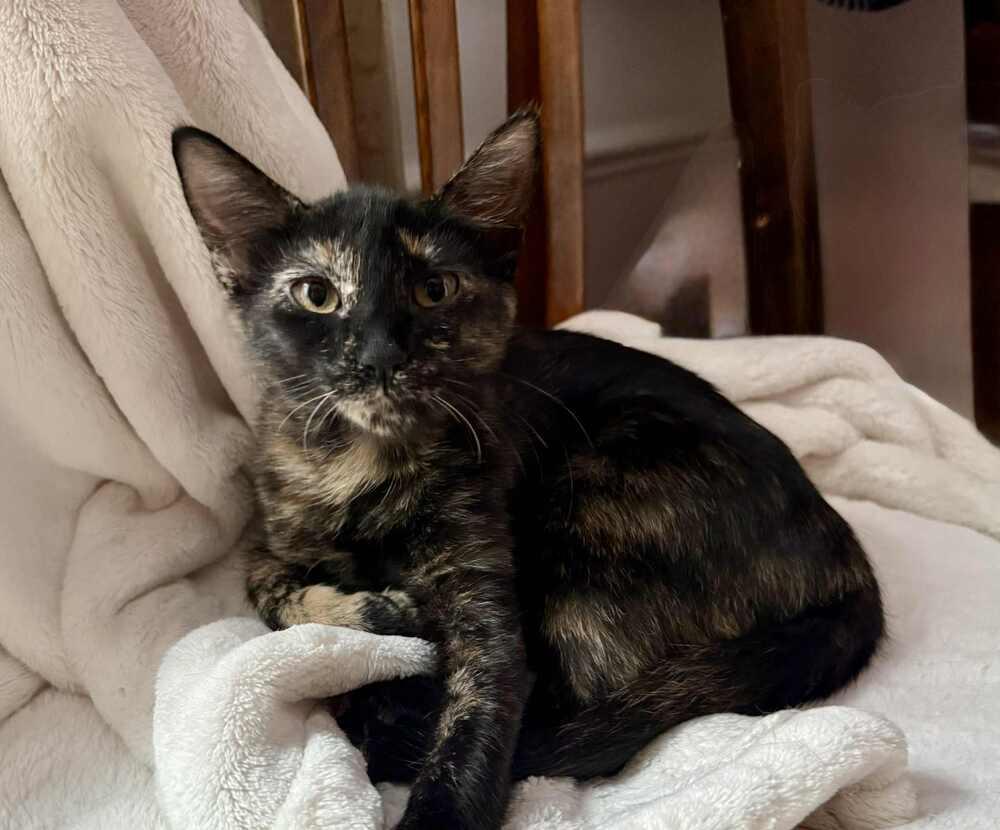 Dandelion, a Adoptable mixed breed in WARNER ROBINS, GA image 6/6