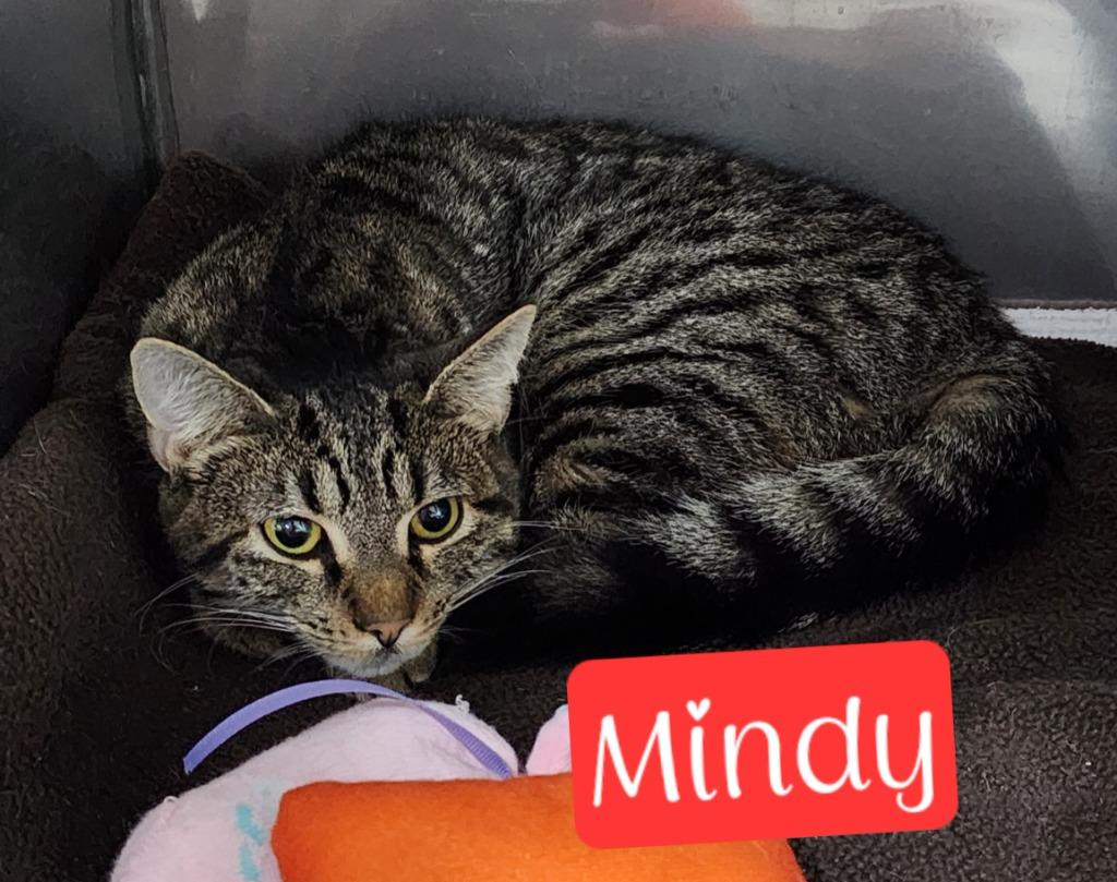 Mindy, Adoptable, Young Female Domestic Short Hair.