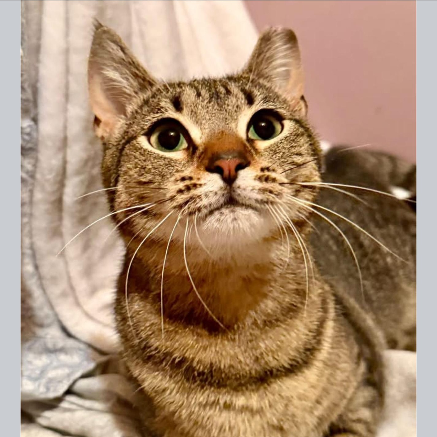 Enlarge Star Coming In , a ADOPTABLE Domestic Short Hair in Clifton, NJ image 3/4