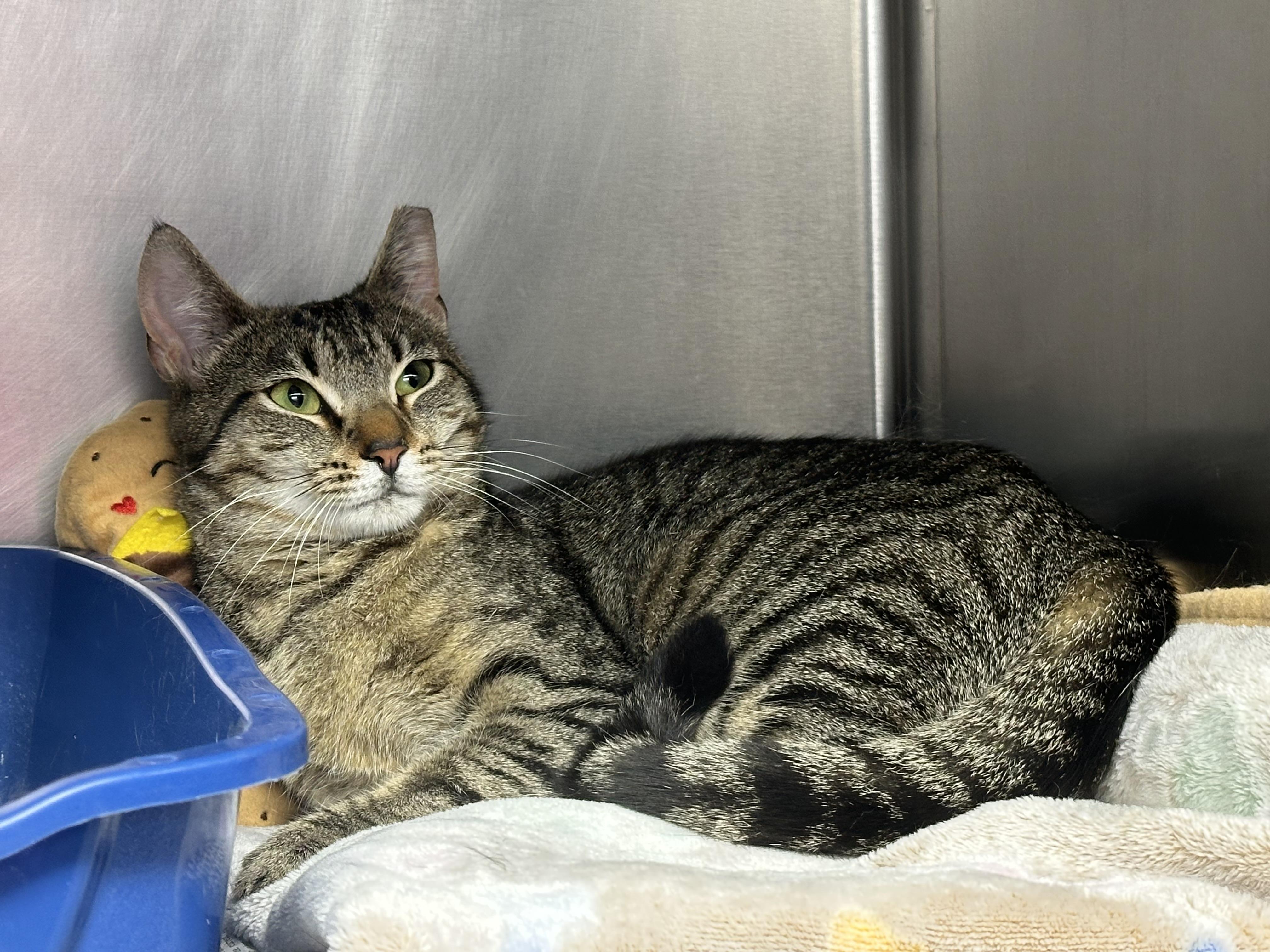 Enlarge Star - Loves other Cats!, a ADOPTABLE Domestic Short Hair in Clifton, NJ image 5/6