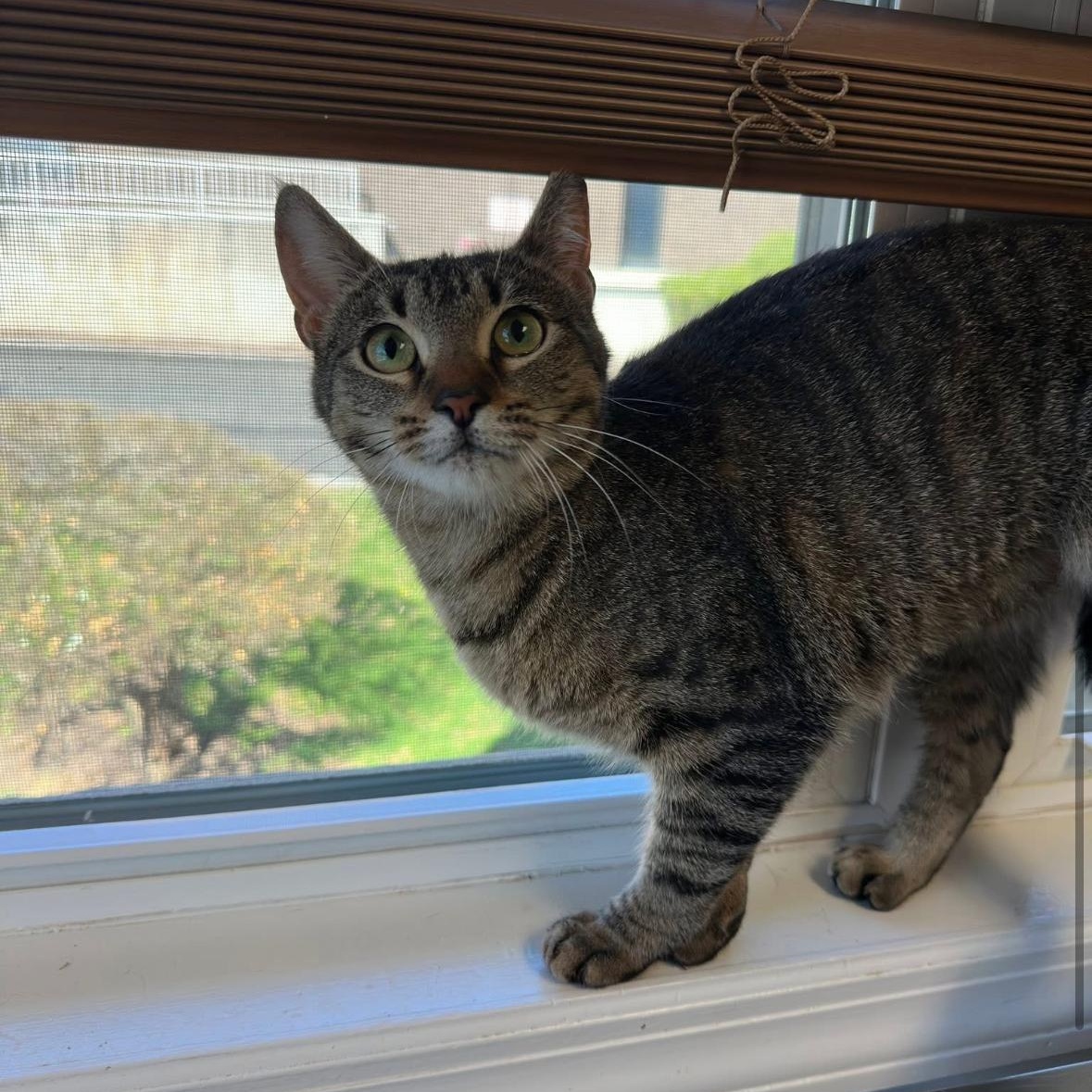 Enlarge Star Coming In , a ADOPTABLE Domestic Short Hair in Clifton, NJ image 4/4