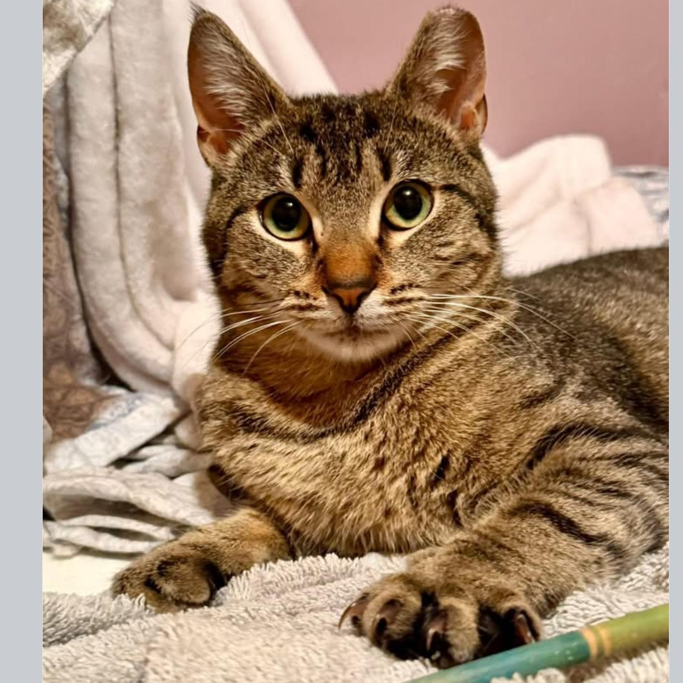 Enlarge Star Coming In , a ADOPTABLE Domestic Short Hair in Clifton, NJ image 2/4