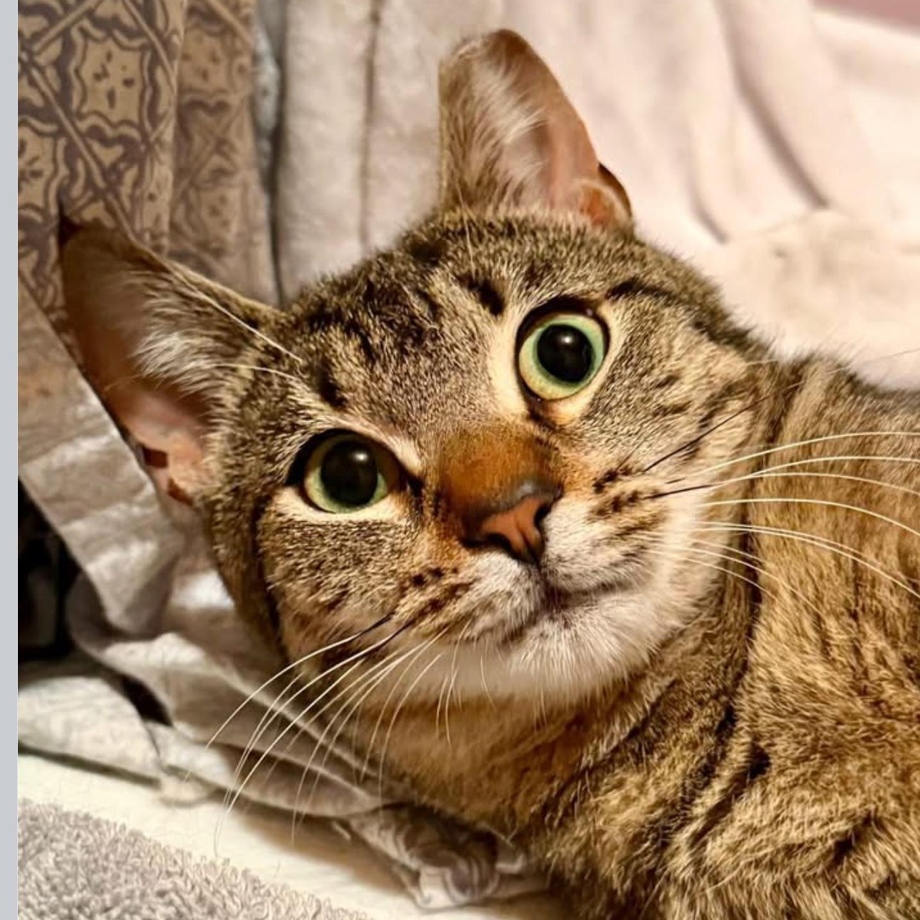 Enlarge Star Coming In , a ADOPTABLE Domestic Short Hair in Clifton, NJ image 1/4