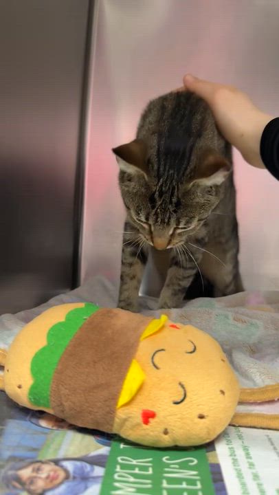 Enlarge Star - Loves other Cats!, a ADOPTABLE Domestic Short Hair in Clifton, NJ video 6/6